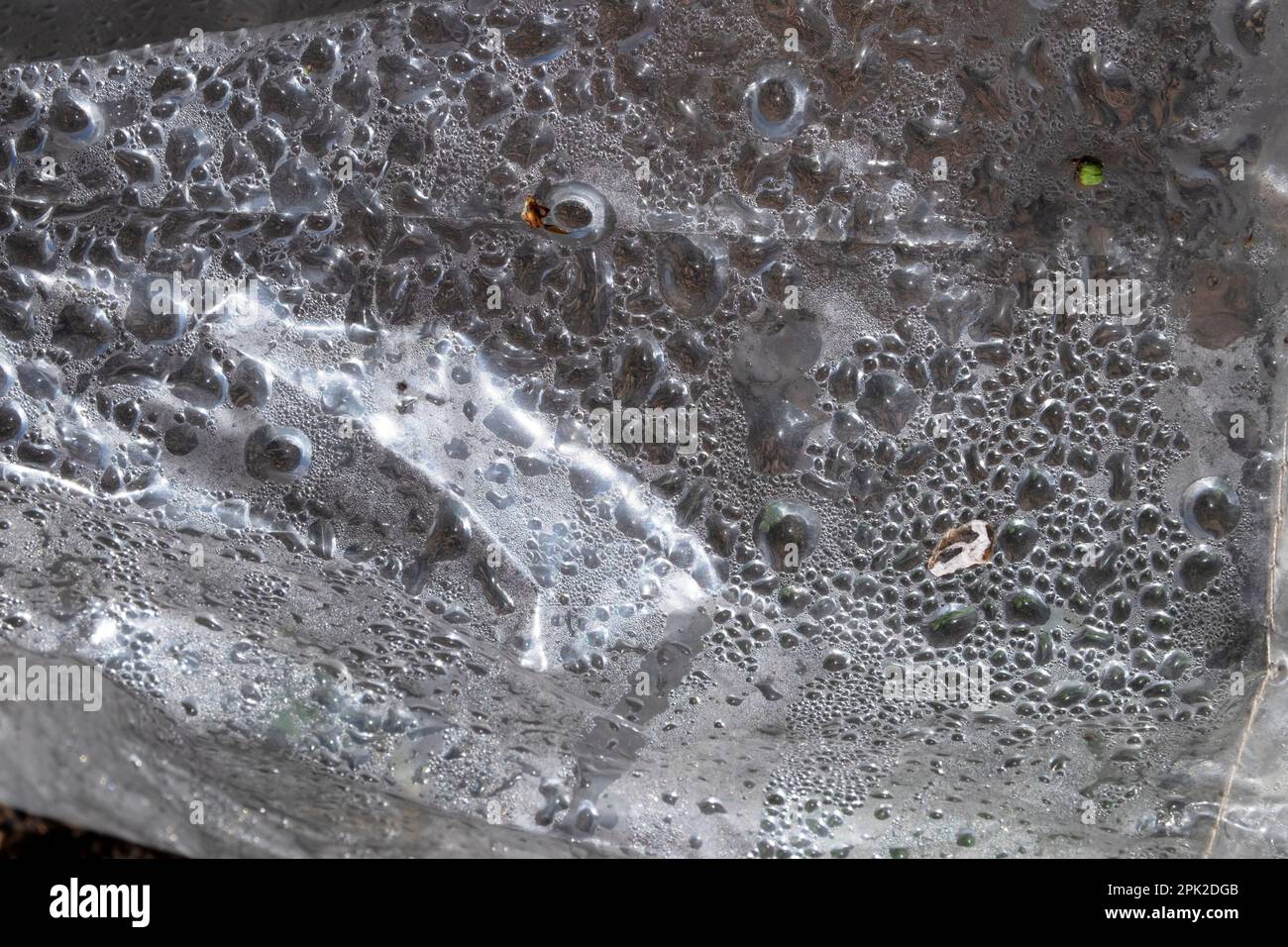 Water droplets air bubbles condensation on the inside surface of plastic tunnel protecting plants in a garden in early spring  Wales UK.  KATHY DEWITT Stock Photo
