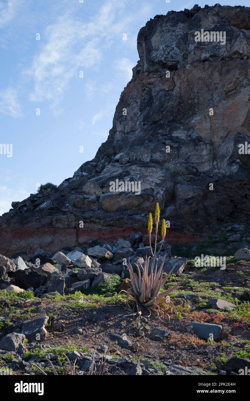 Blooming Aloe Vera plant in the front of the rocky cliff Stock Photo