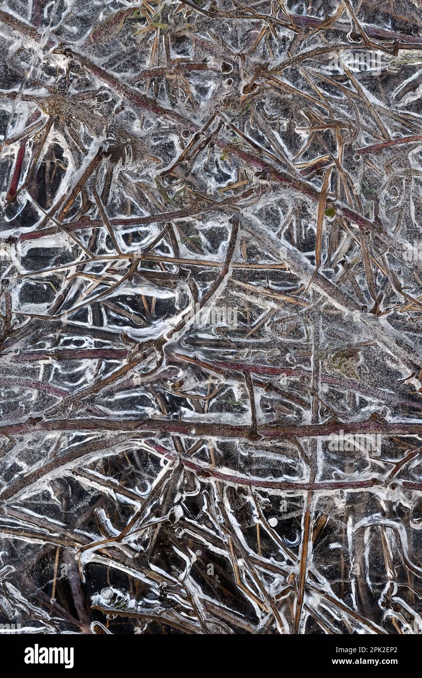 Structures in ice... Ice formations ( winter flood 2020/2021 ), frozen floating debris, grasses on the banks of the Rhine Stock Photo