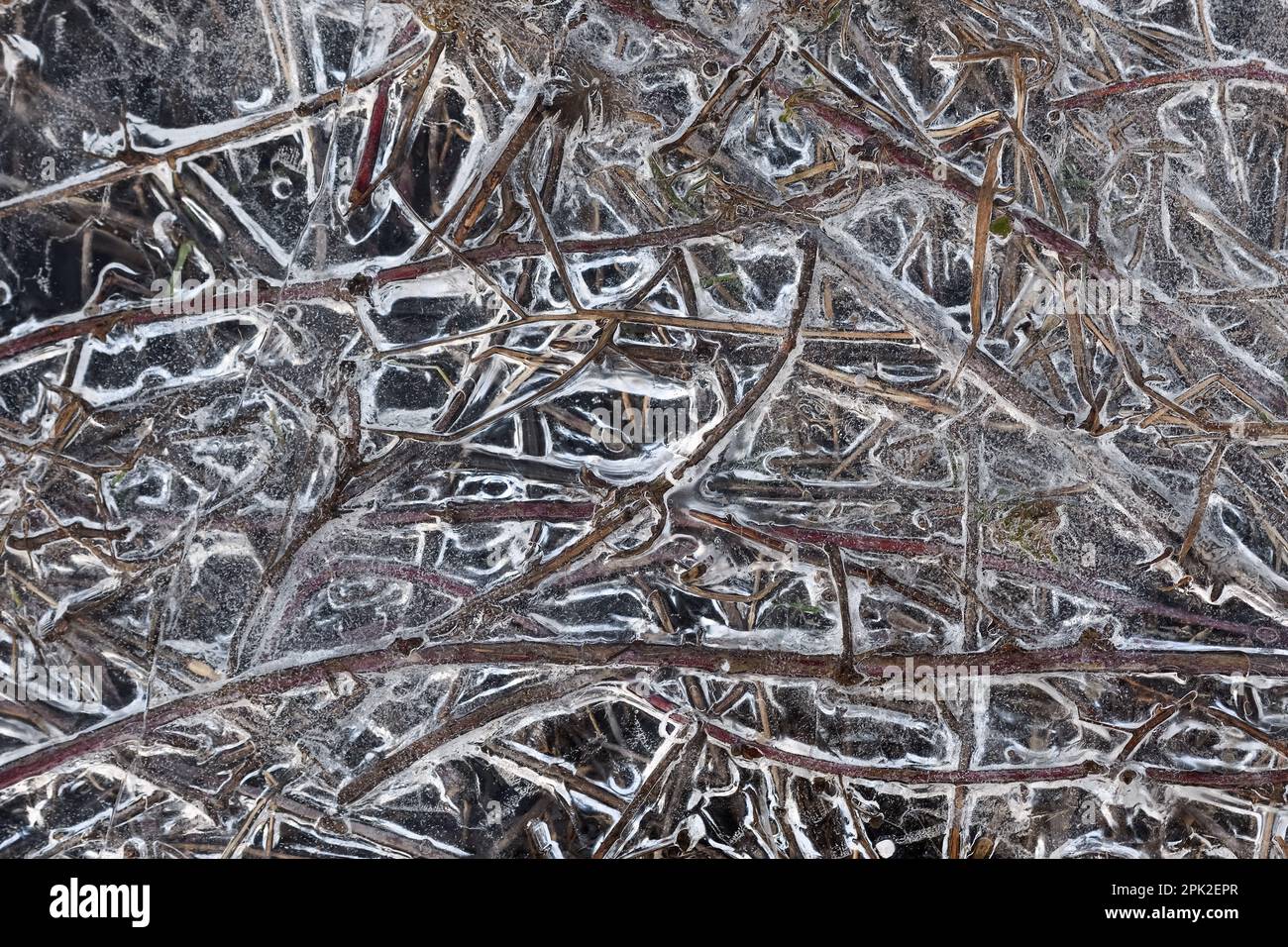 Structures in ice... Ice formations ( winter flood 2020/2021 ), frozen floating debris, grasses on the banks of the Rhine Stock Photo