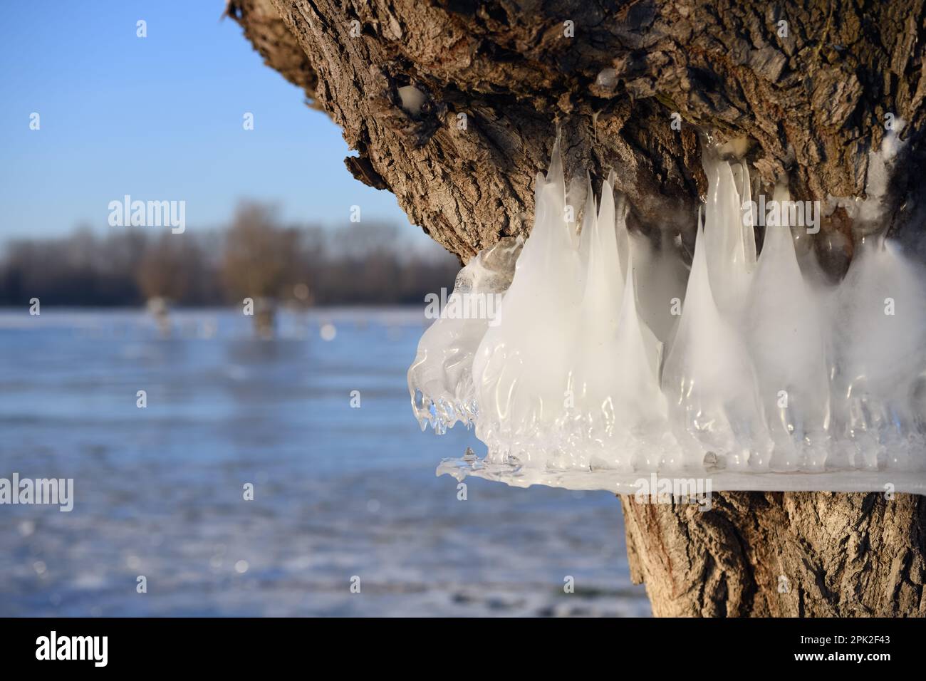 Natural lood level indicator... Bislicher Insel ( Winter flood 2020/2021 ), ice rings on the trees show the former peak of the Rhine flood Stock Photo