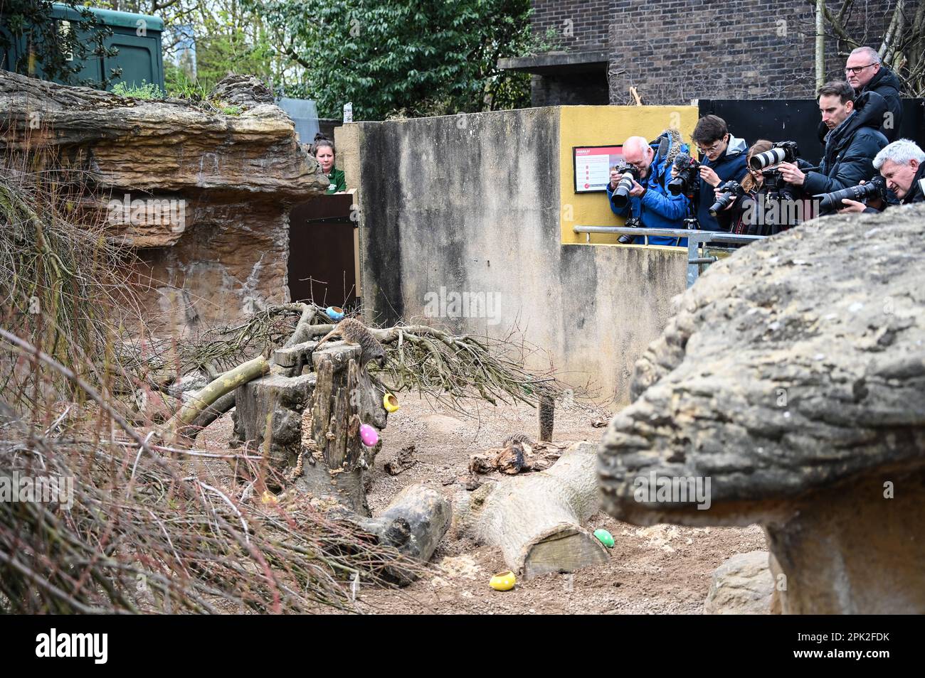 London Zoo, London, UK. 5th Apr, 2023. PHOTOCALL Playful Sumatran