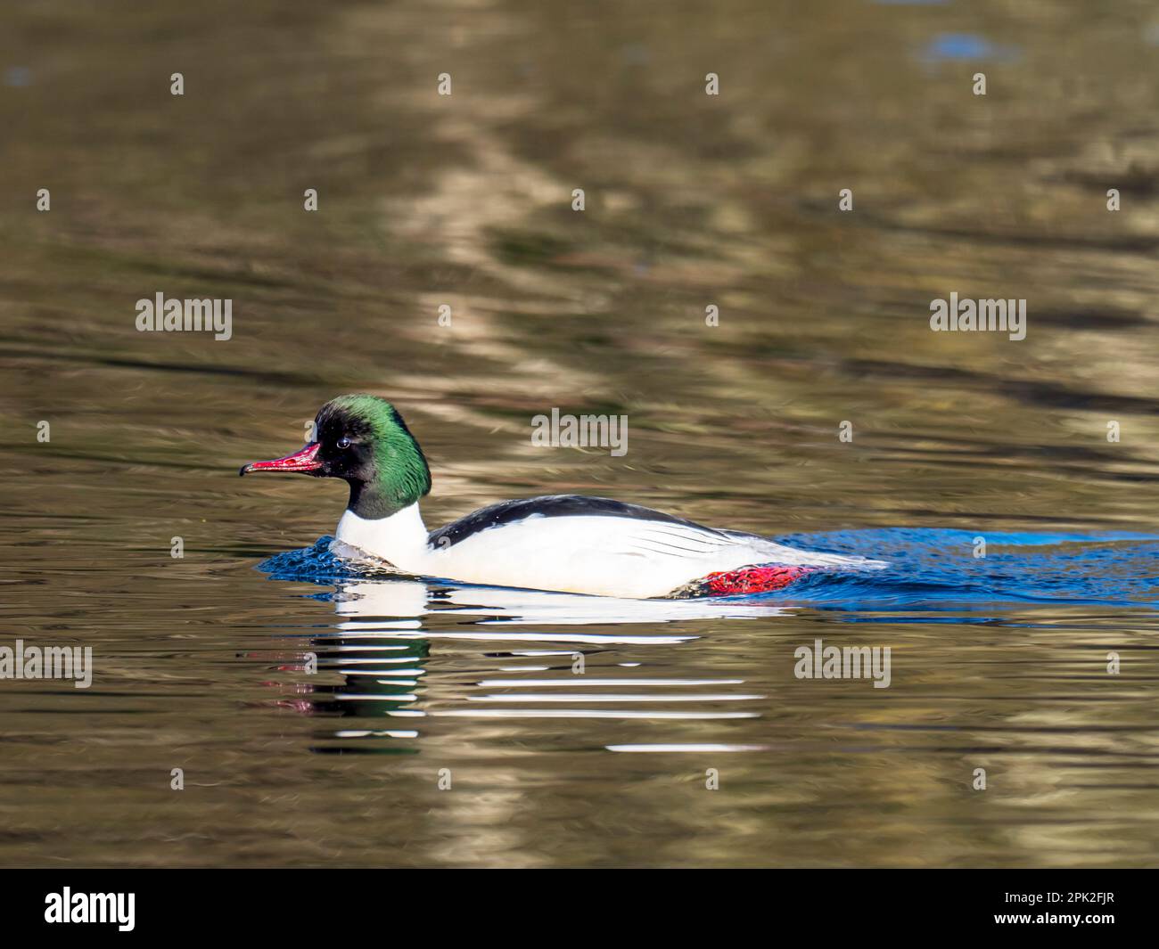 a-male-goosander-mergus-merganser-on-the-river-brathay-in-ambleside