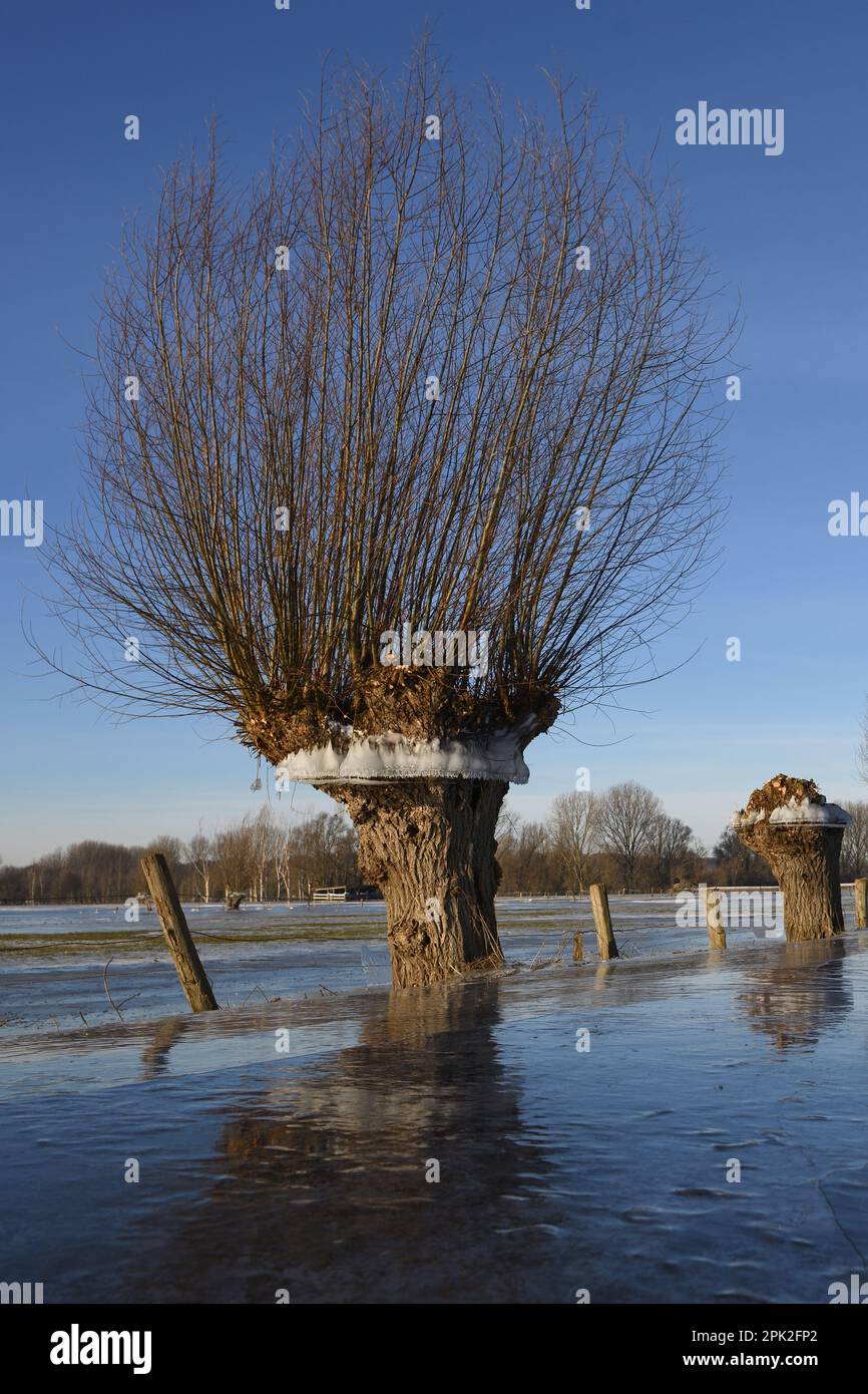 at frosty cold... Head willow ( Rhine flood in winter 2020/2021 ) with ice ring on Bislicher Island, the ice ring shows how high the water was Stock Photo