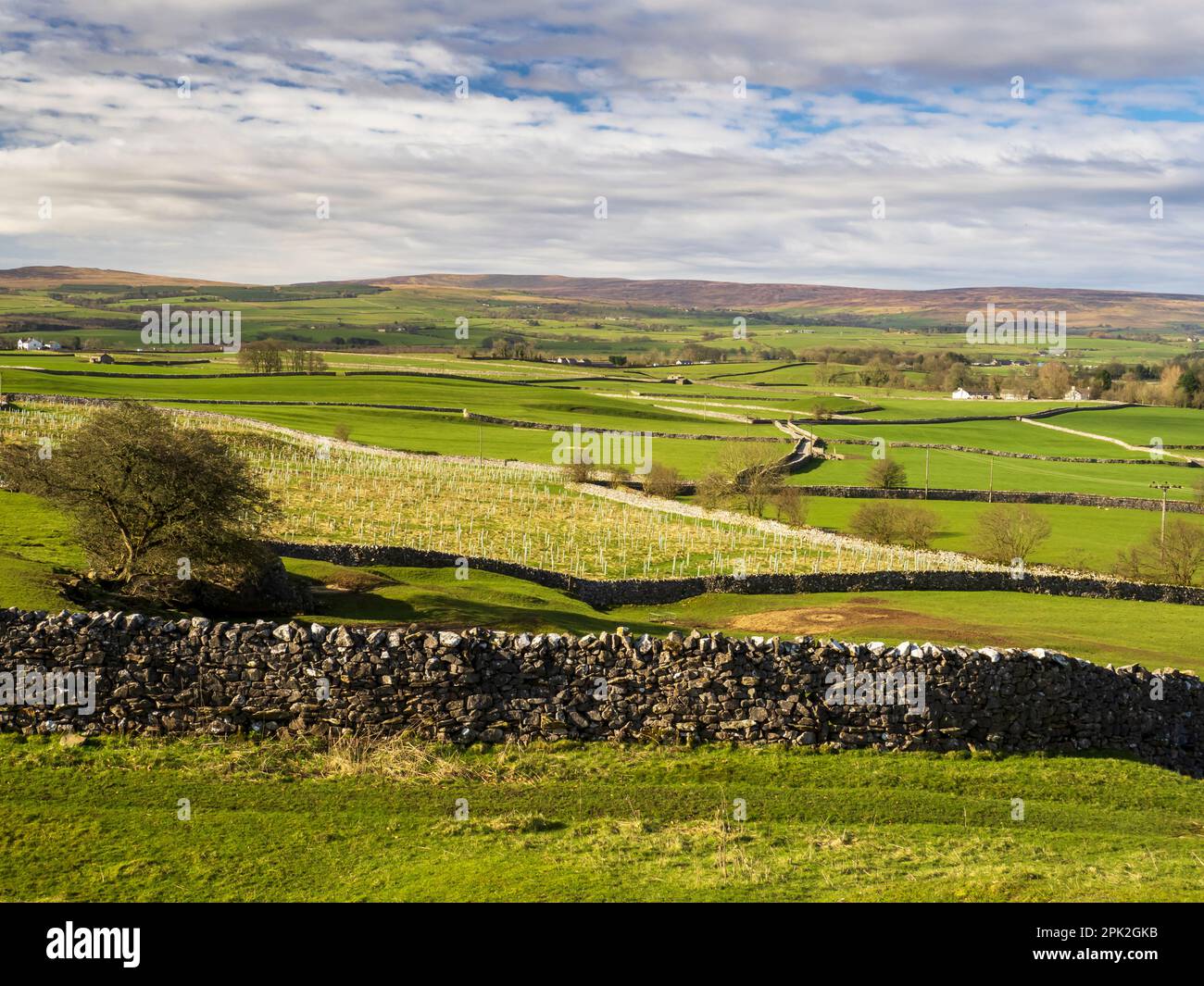Tree planting in Austwick, Yorkshire Dales, UK, looking towards the Bowland fells. Stock Photo