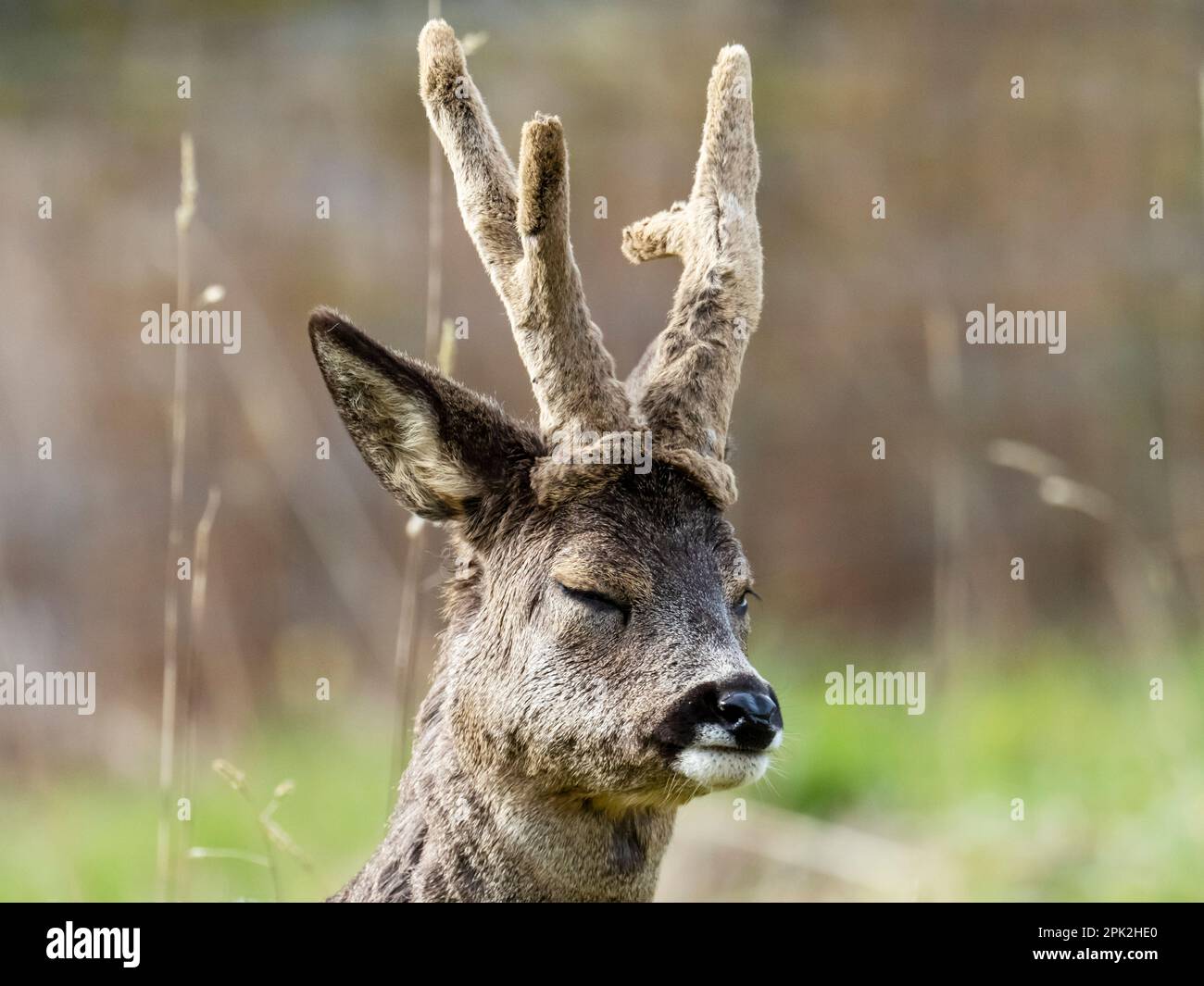 A Buck Roe Deer Whose Antlers Are Still In Velvet Ambleside Lake a-buck-roe-deer-whose-antlers-are-still-in-velvet-ambleside-lake