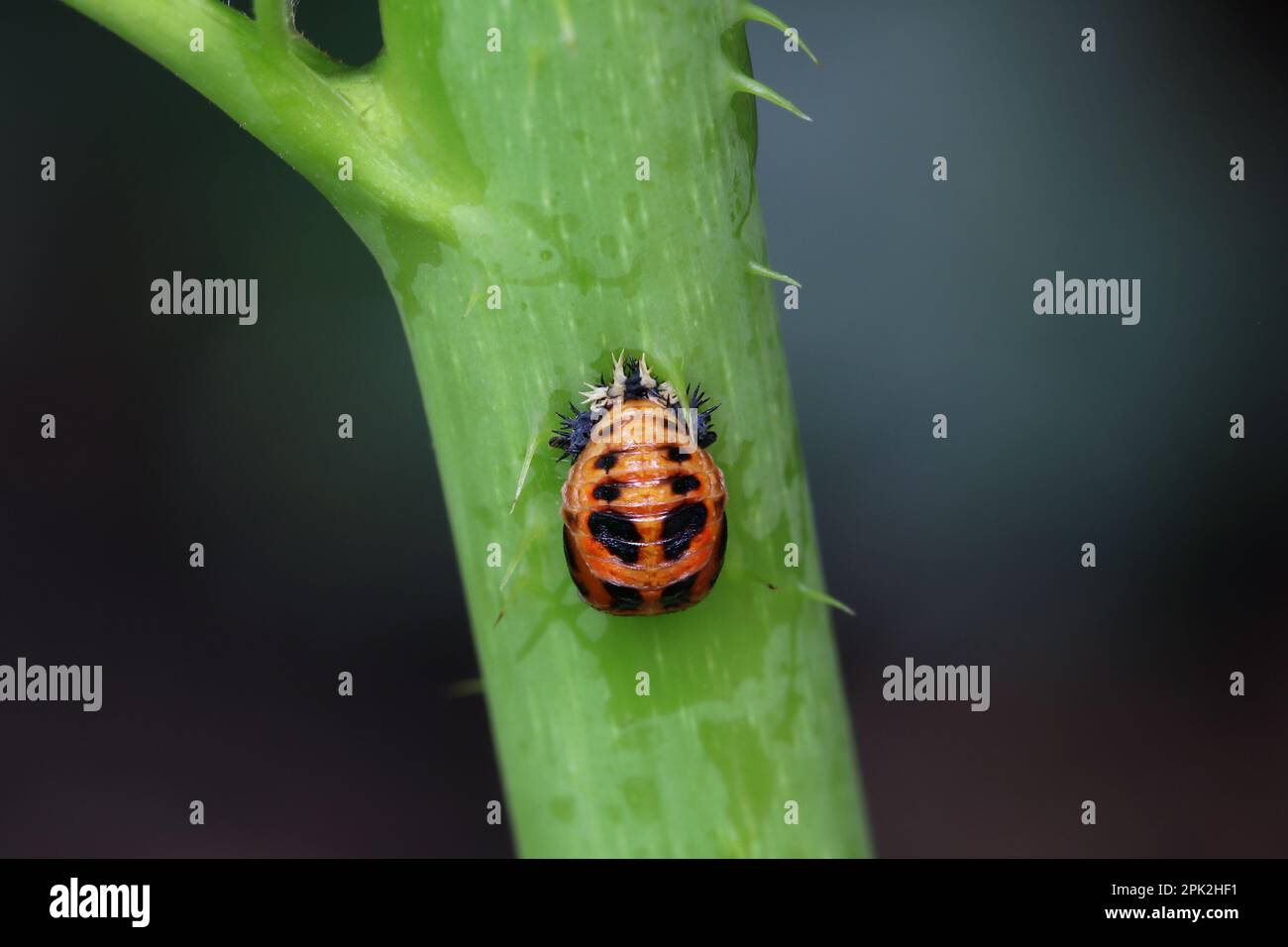 The pupal stage of the ladybug is attached to the stem. The orange pupa with black markings. Organic Pest Control. Aphid predator. Harmonia axyridis. Stock Photo