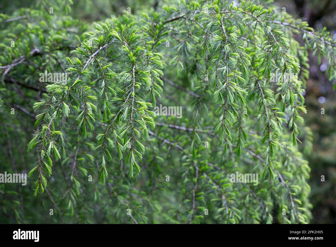 Cedrus deodara, the deodar cedar in spring, Himalayan cedar, or deodar, is a species of cedar native to the Himalayas. Stock Photo
