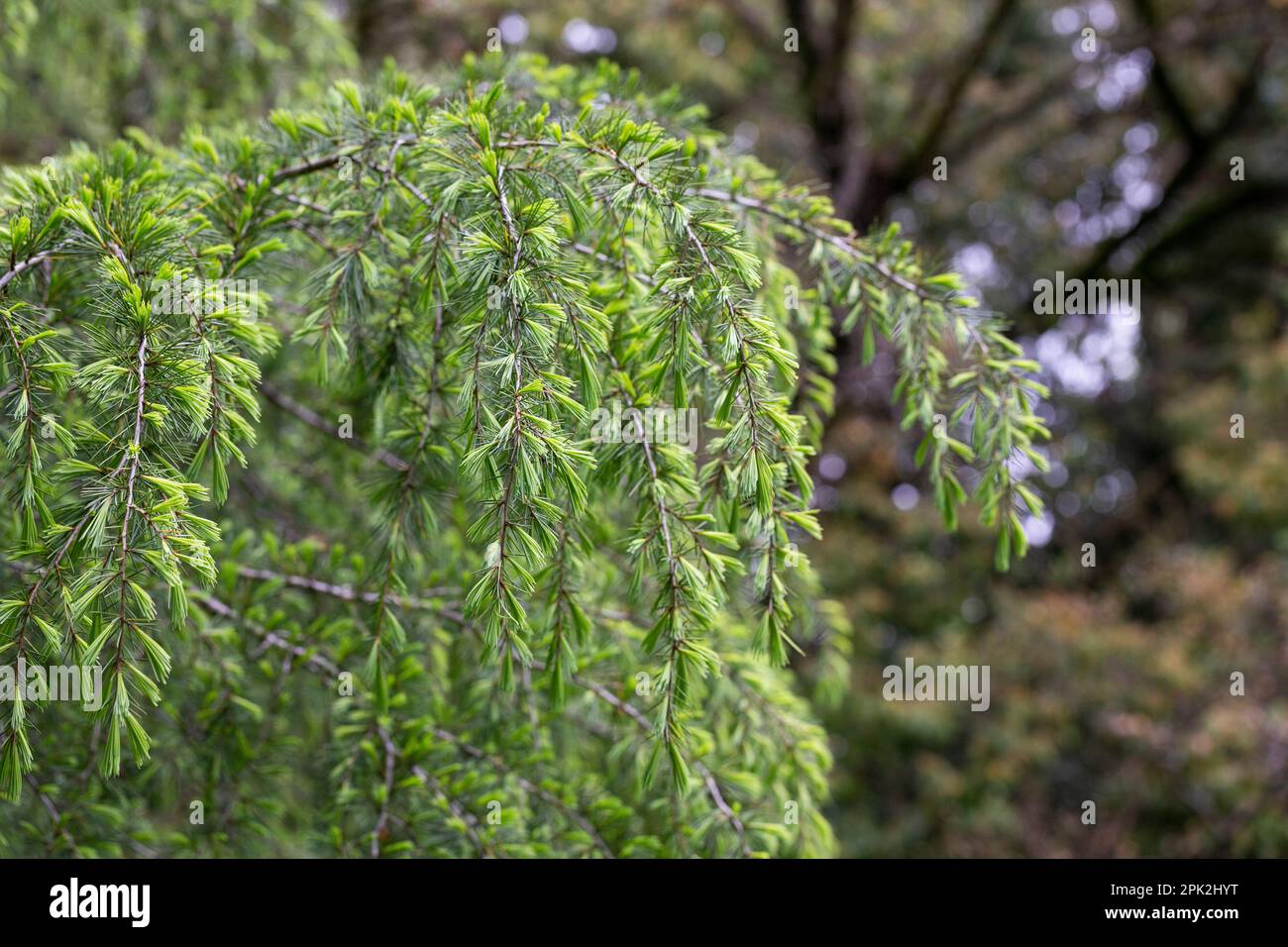 Cedrus deodara, the deodar cedar in spring, Himalayan cedar, or deodar, is a species of cedar native to the Himalayas. Stock Photo