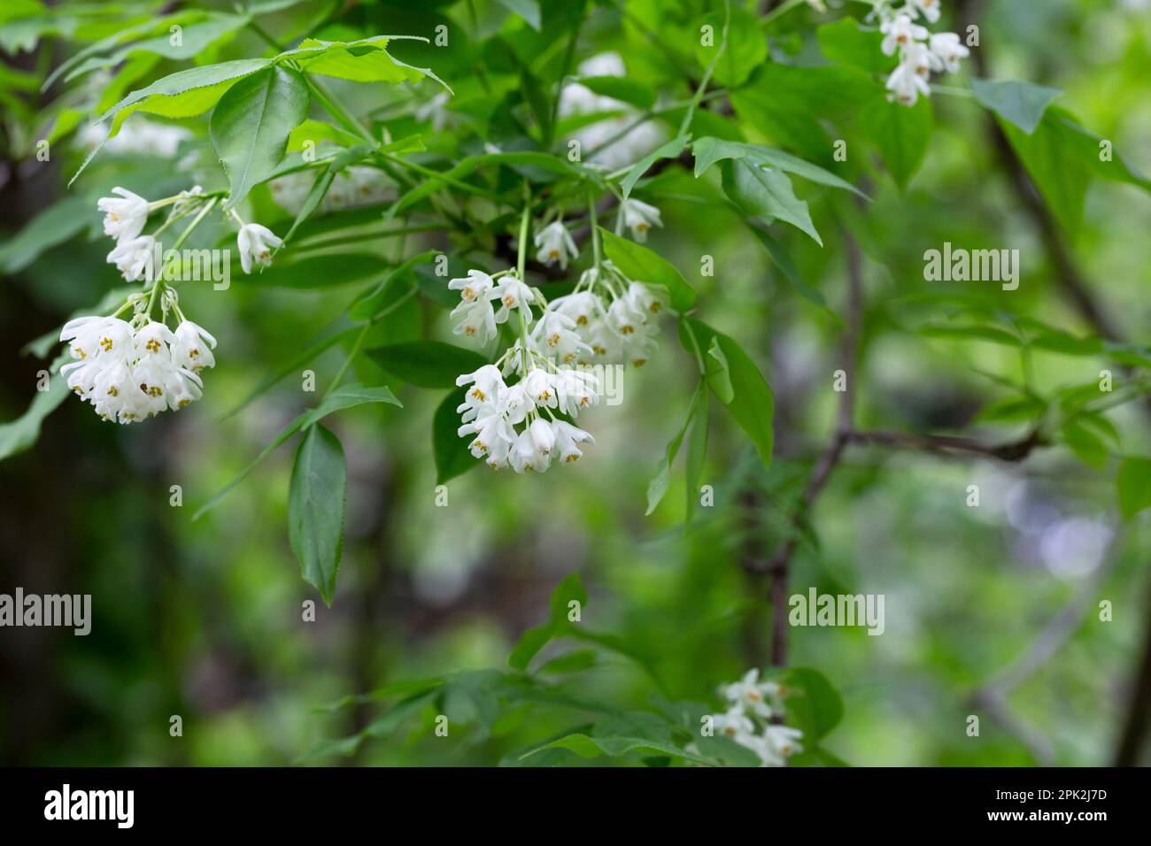A closeup shot of bell-shaped, fragrant buds and flowers of the Staphylea Pinnata amid green leaves spring flower background Stock Photo