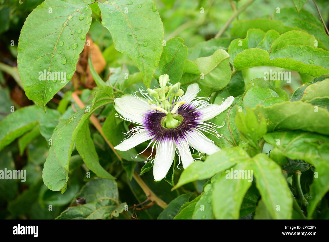 passion fruit purple flower blooming Stock Photo