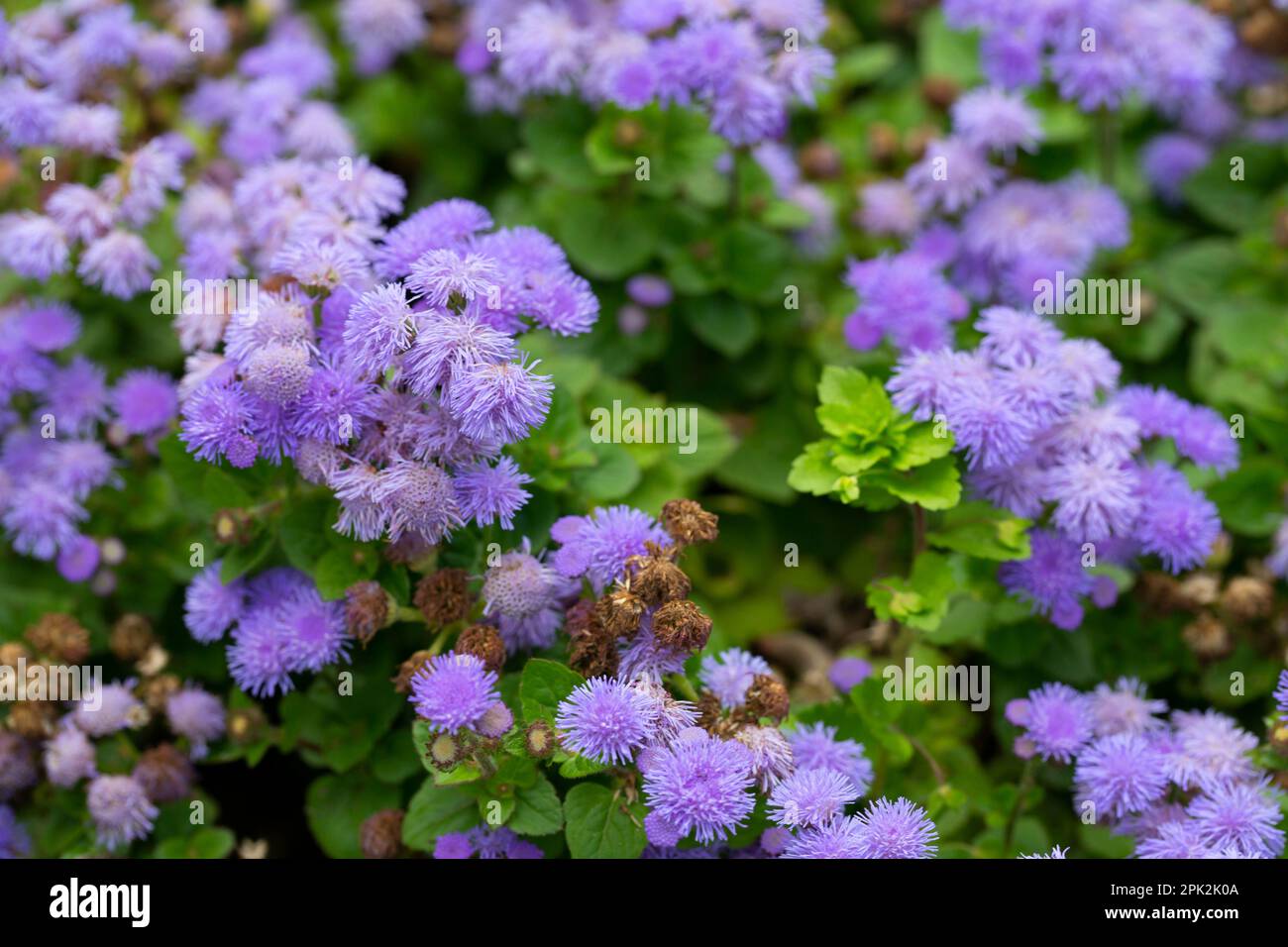Flossflower Ageratum houstonianum in the garden, Granada region, Spain. Purple flowers ageratum in the garden. Stock Photo