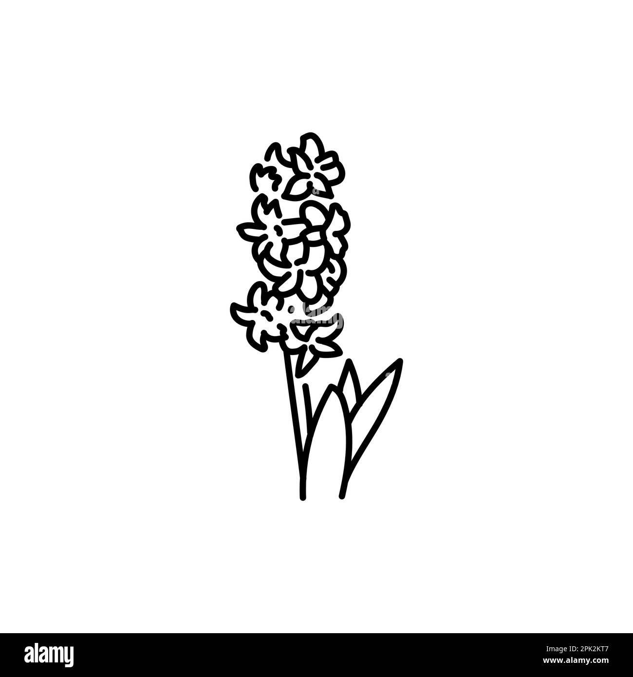 Flora hyacinth Black and White Stock Photos & Images Alamy