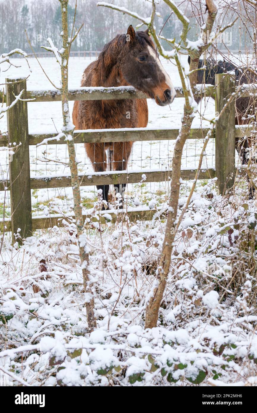 Horses in a snow covered field in Cirencester in The Cotswolds, UK
