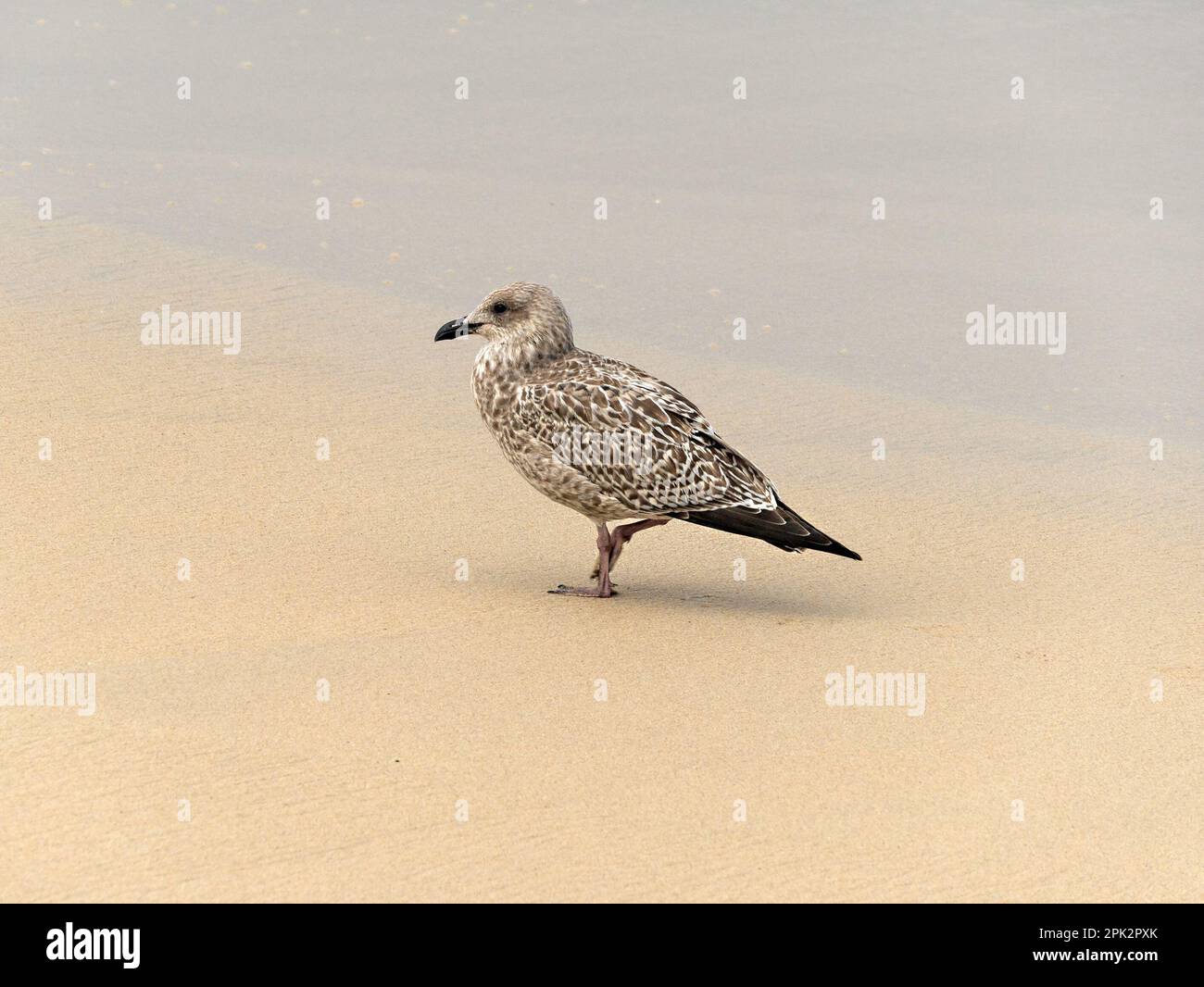 One juvenile European Herring Gull (Larus argentatus) standing on sandy beach, England, UK Stock Photo