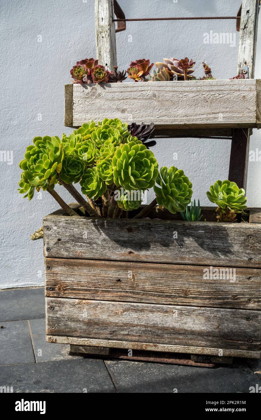 Aeonium succulent plants growing in planters, Cornwall, UK Stock Photo