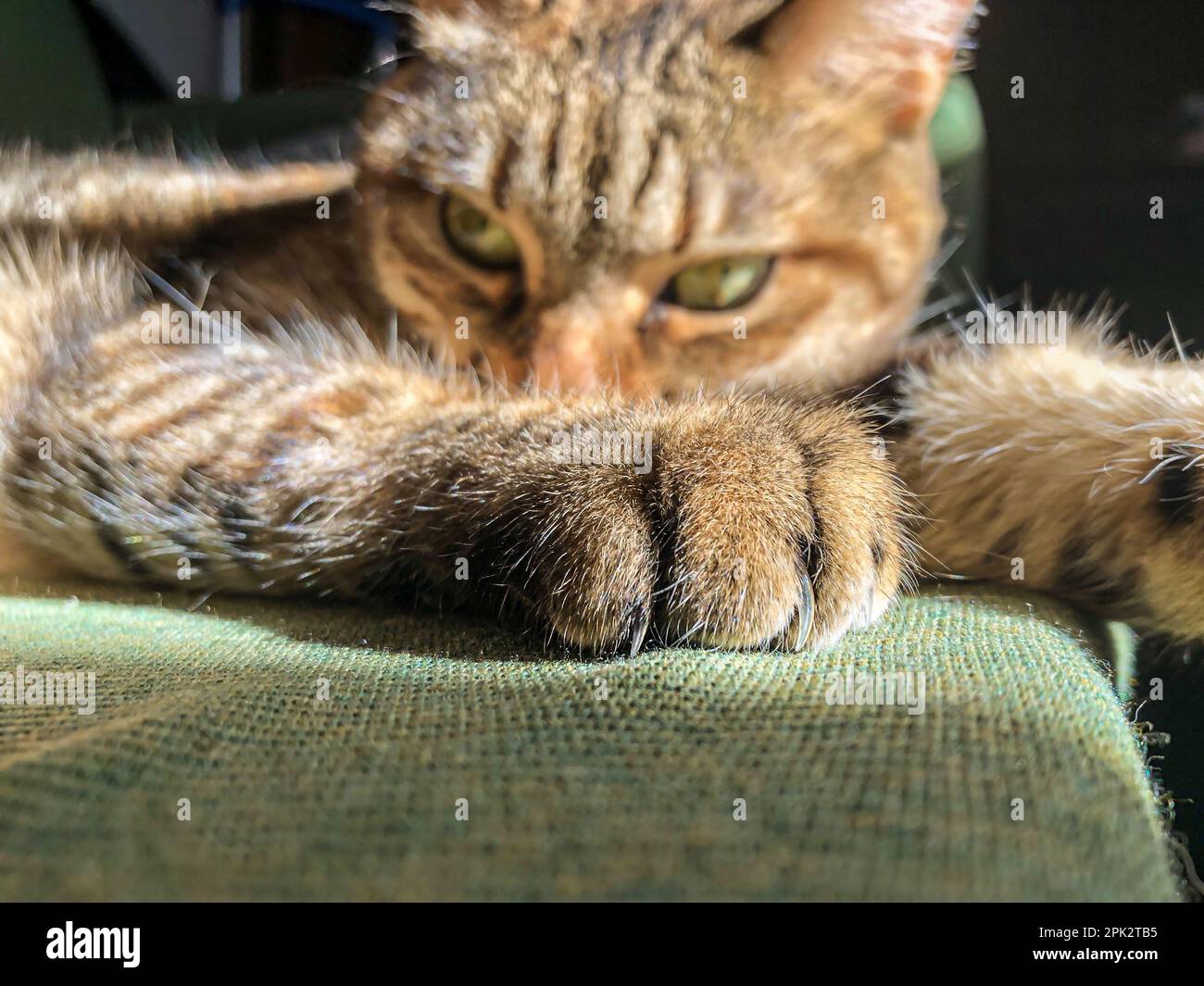 Close up of a cat's paw and claws. Domestic cat resting in the sun on a