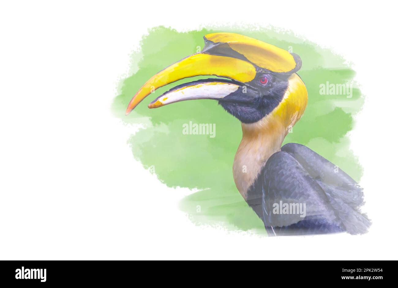 Digital watercolour painting of the great hornbill on white background, side view of the big bird. Stock Photo