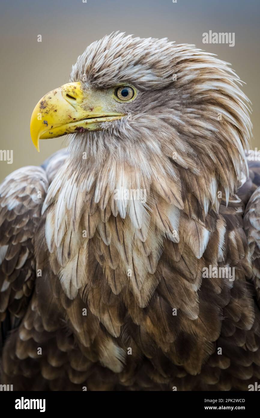 A close-up of a white-tailed eagle looking off into the distance with its keen eyes Stock Photo