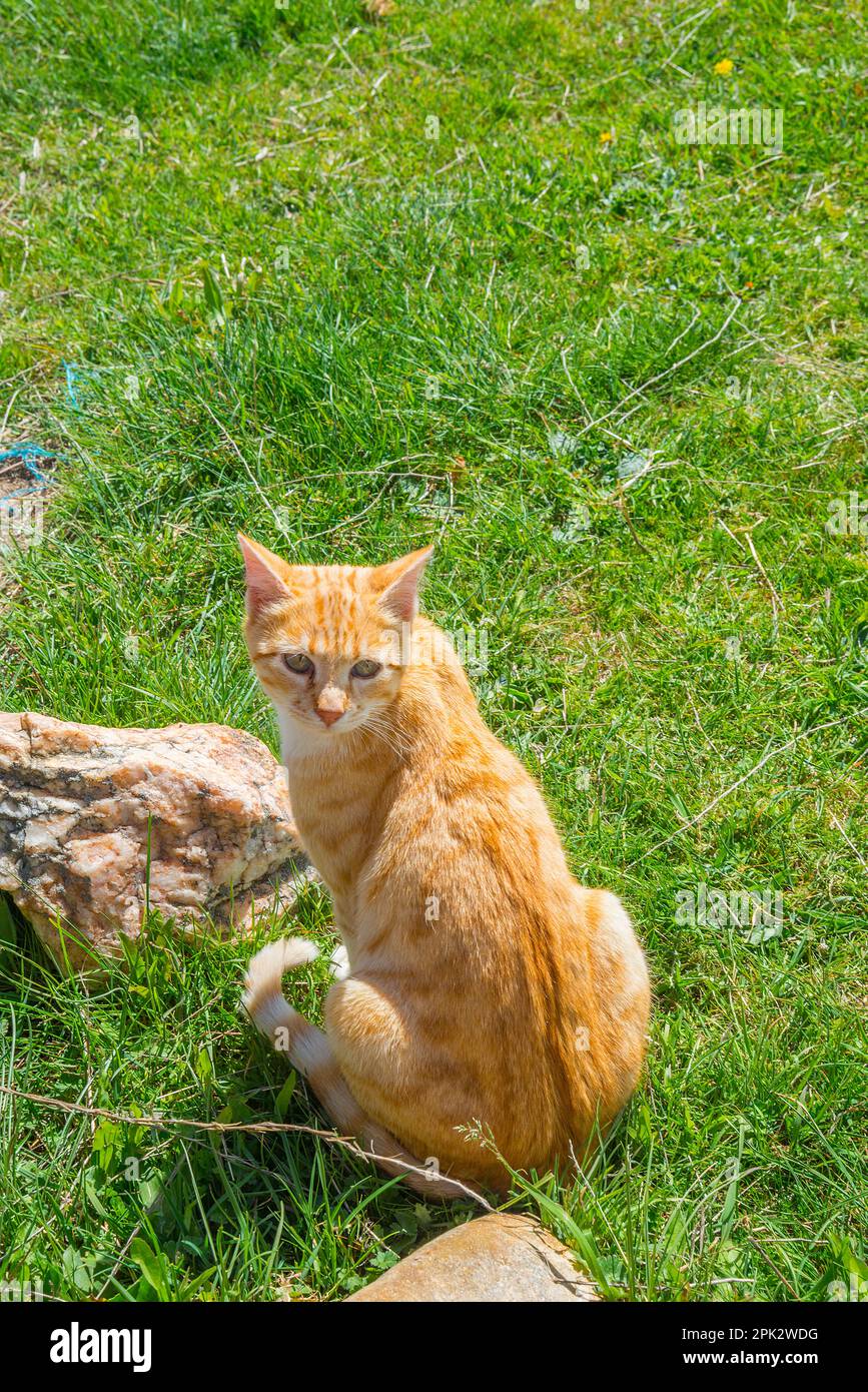 Tabby and white cat sitting in the grass Stock Photo - Alamy