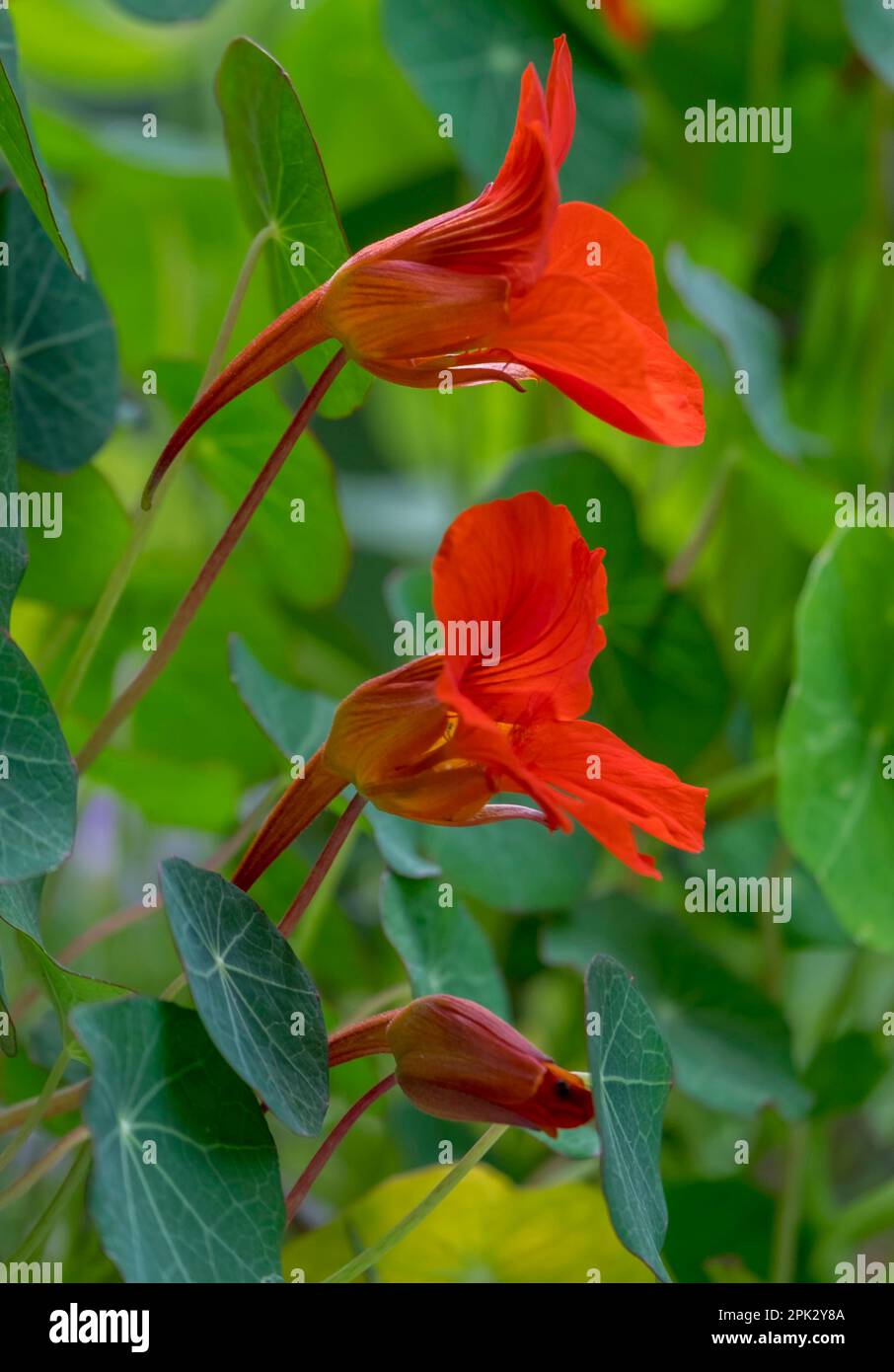 Red flowering nasturtium (Tropaeolum majus) Stock Photo
