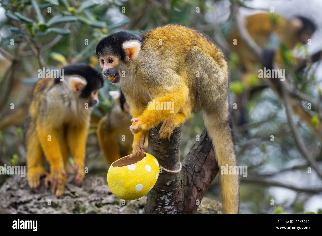 London, UK.  5 April 2023. Bolivian black-capped squirrel monkeys forage amongst colourful eggs hanging in their treetop home, stuffed with their favourite steamed sweet potato, during a photocall at ZSL London Zoo ahead of the conservation zoo’s Zoo-normous Egg Hunt over the Easter Holidays.  Running to 16 April, children are invited to join an egg hunt following educational animal-themed clues and un-scrambling riddles in order to crack the code and find the hidden Golden Egg.  Credit: Stephen Chung / Alamy Live News Stock Photo
