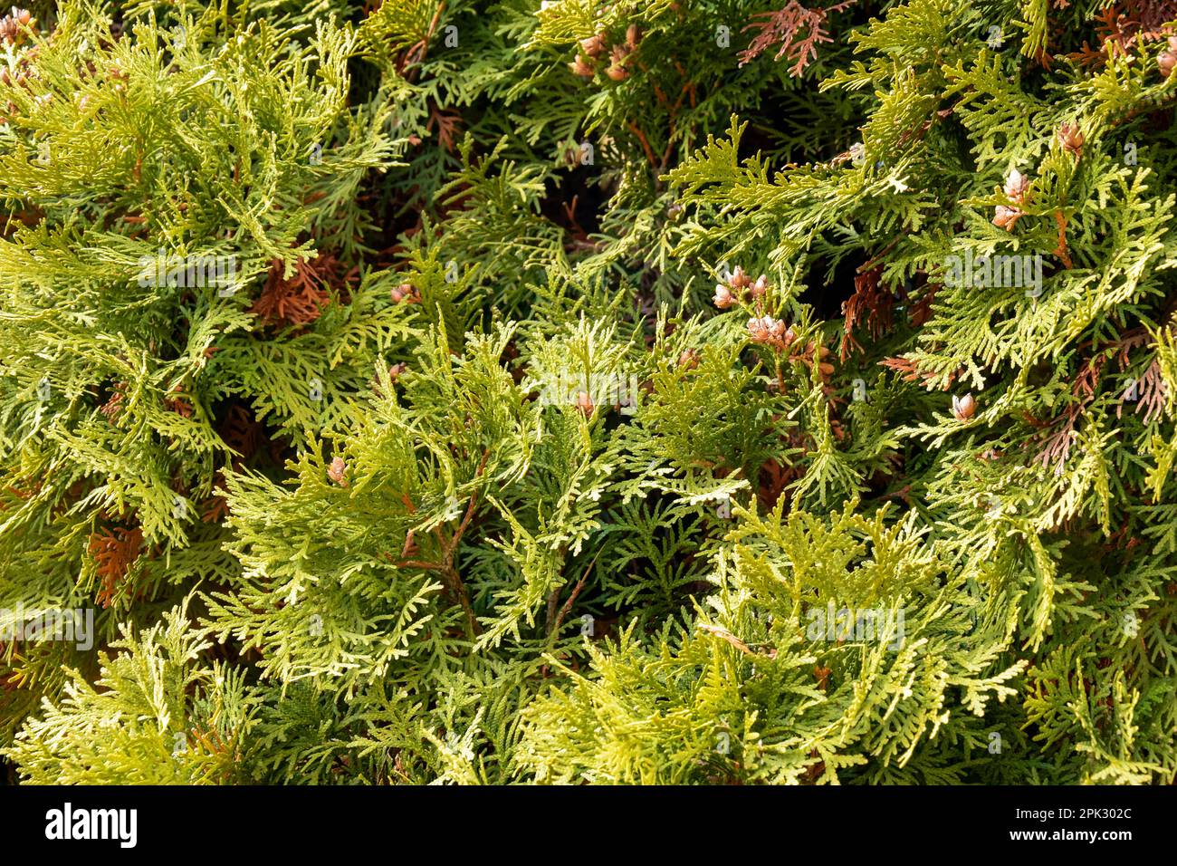 Green branches of thuja, full frame. Abstract natural background. Close-up. Selective focus. Stock Photo