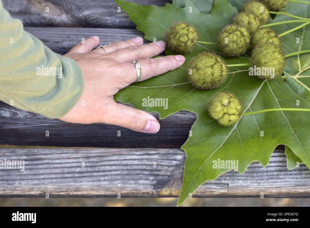 Immature sycamore seeds lie on large sycamore leaves on old wooden