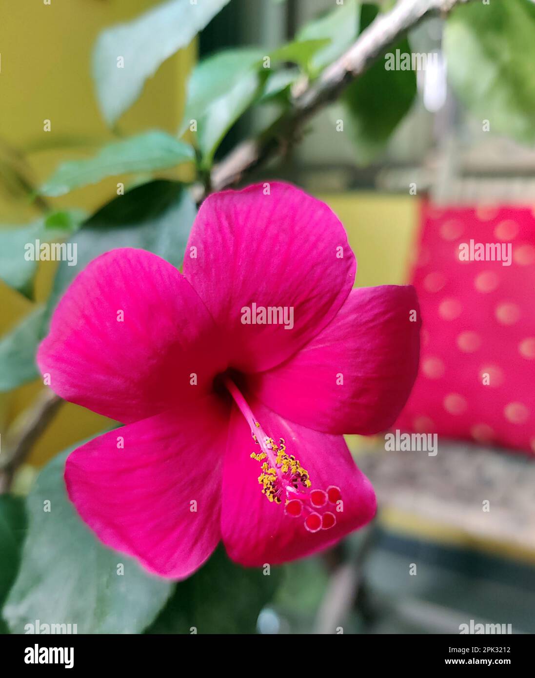Close up pink hibiscus plant hi-res stock photography and images - Alamy