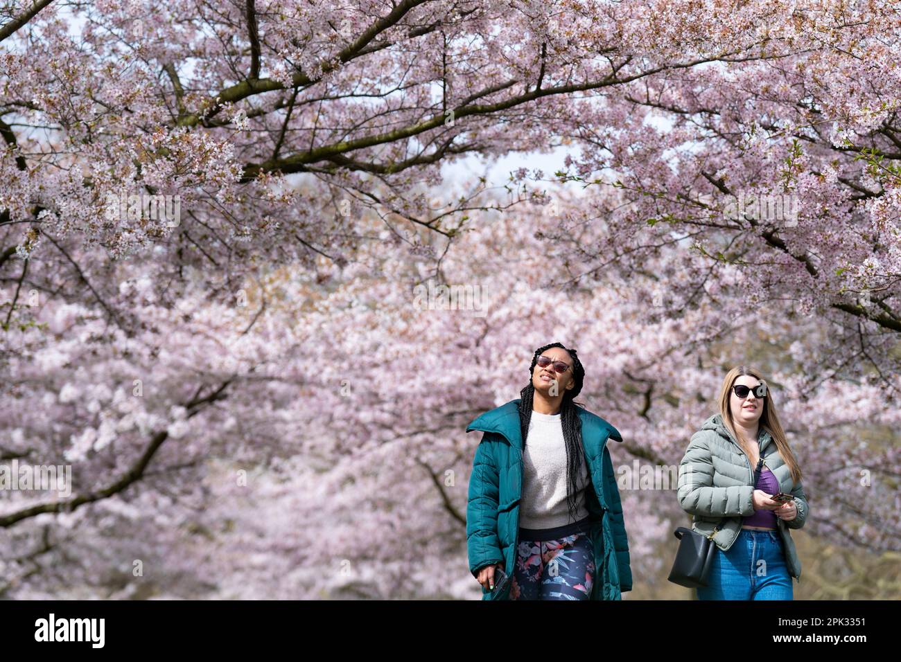 People walk through cherry blossom trees in Battersea Park in south west London. Picture date