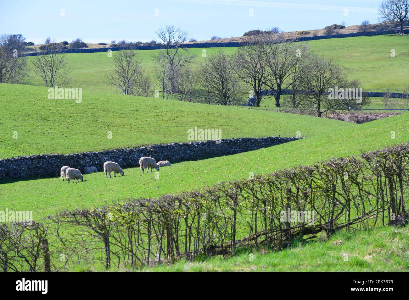 Southern Lake District, UK. Near Kendal - hedges, dry stone walls and fields for grazing sheep (taken from Windermere Road - A5284) early April Stock Photo