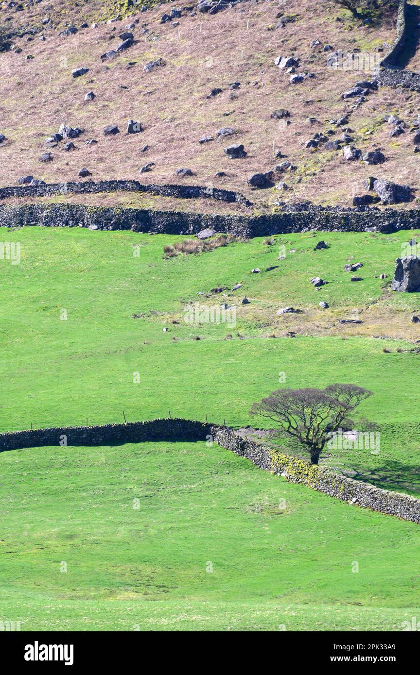 Northern Lake District, UK, near Bassenthwaite. Trees, fells and dry stone walls, early April Stock Photo
