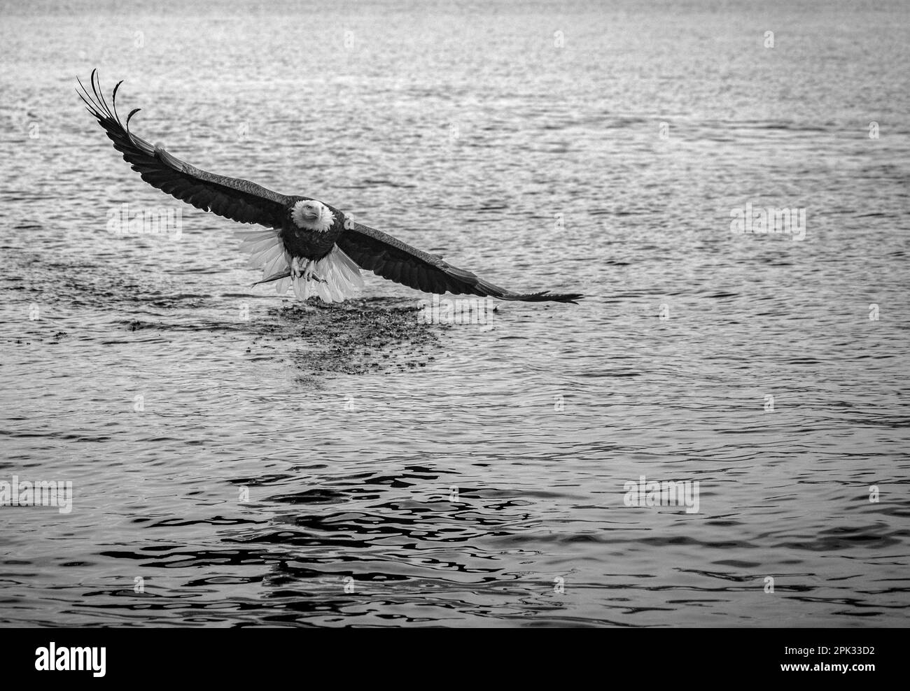 Bald eagle fishing swooping over water with wings fully extended. In