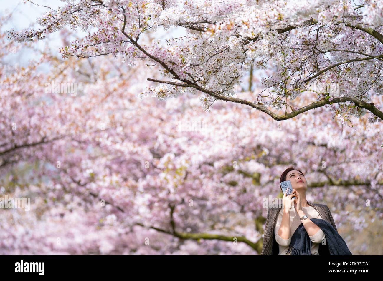 People take photographs of cherry blossom trees in Battersea Park in south west London. Picture