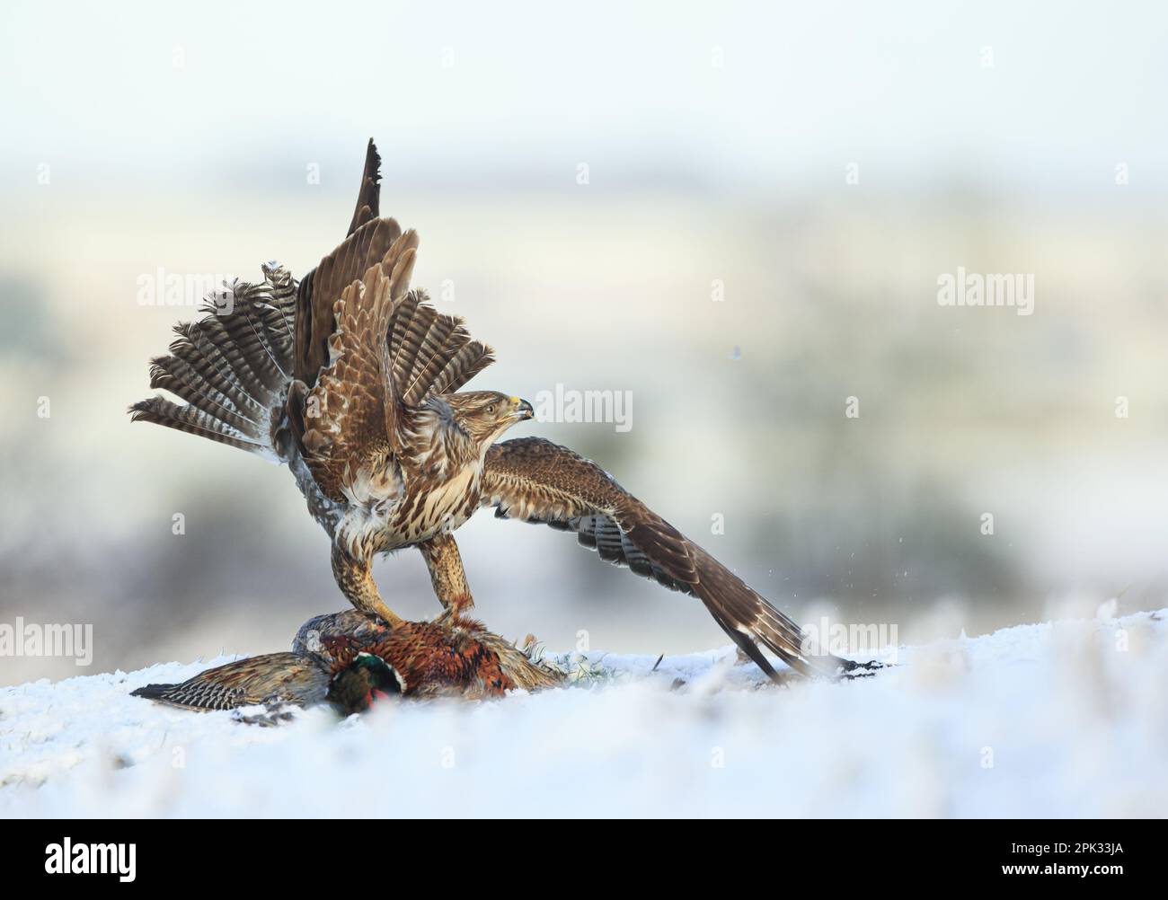 INCREDIBLE IMAGES show buzzards battling through snow for their prey