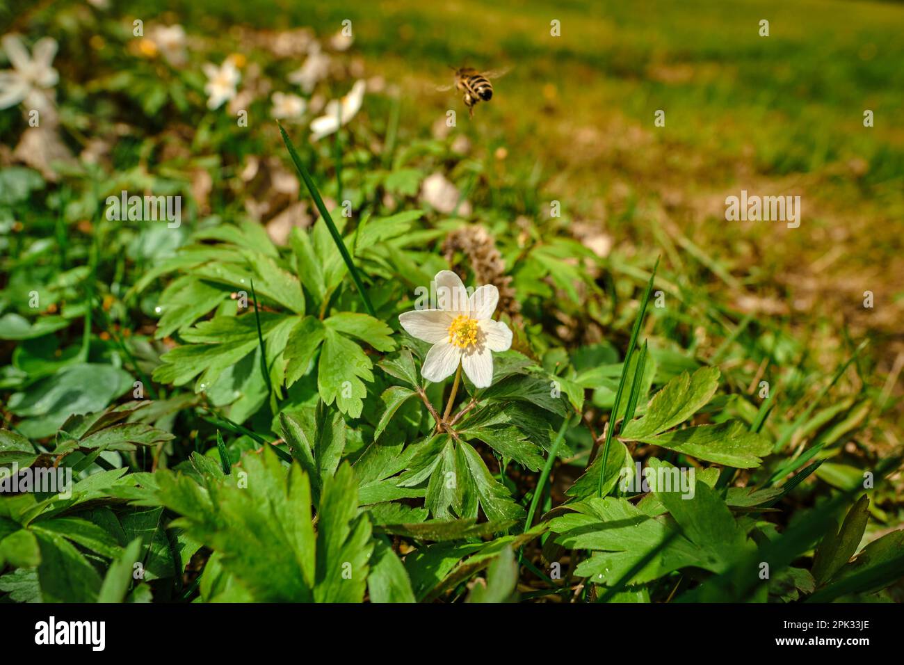 Wild bee pollinating a white-yellow wood anemone early-spring windflower in a green garden, park or forest on a sunny day Stock Photo