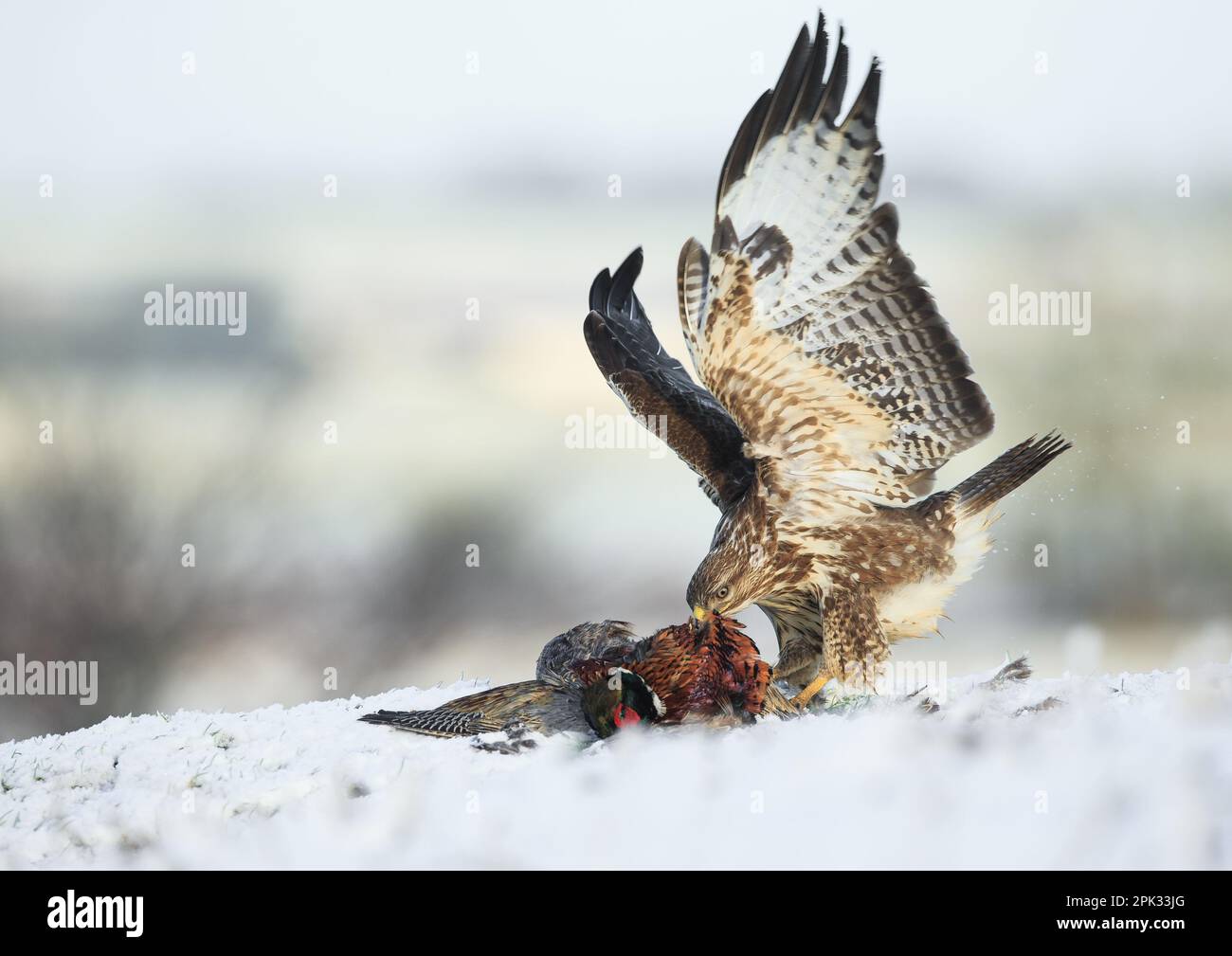 INCREDIBLE IMAGES show buzzards battling through snow for their prey