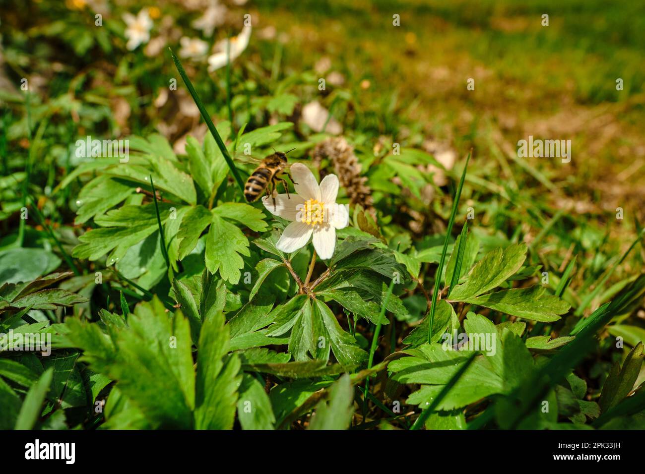 Wild bee pollinating a white-yellow wood anemone early-spring windflower in a green garden, park or forest on a sunny day Stock Photo