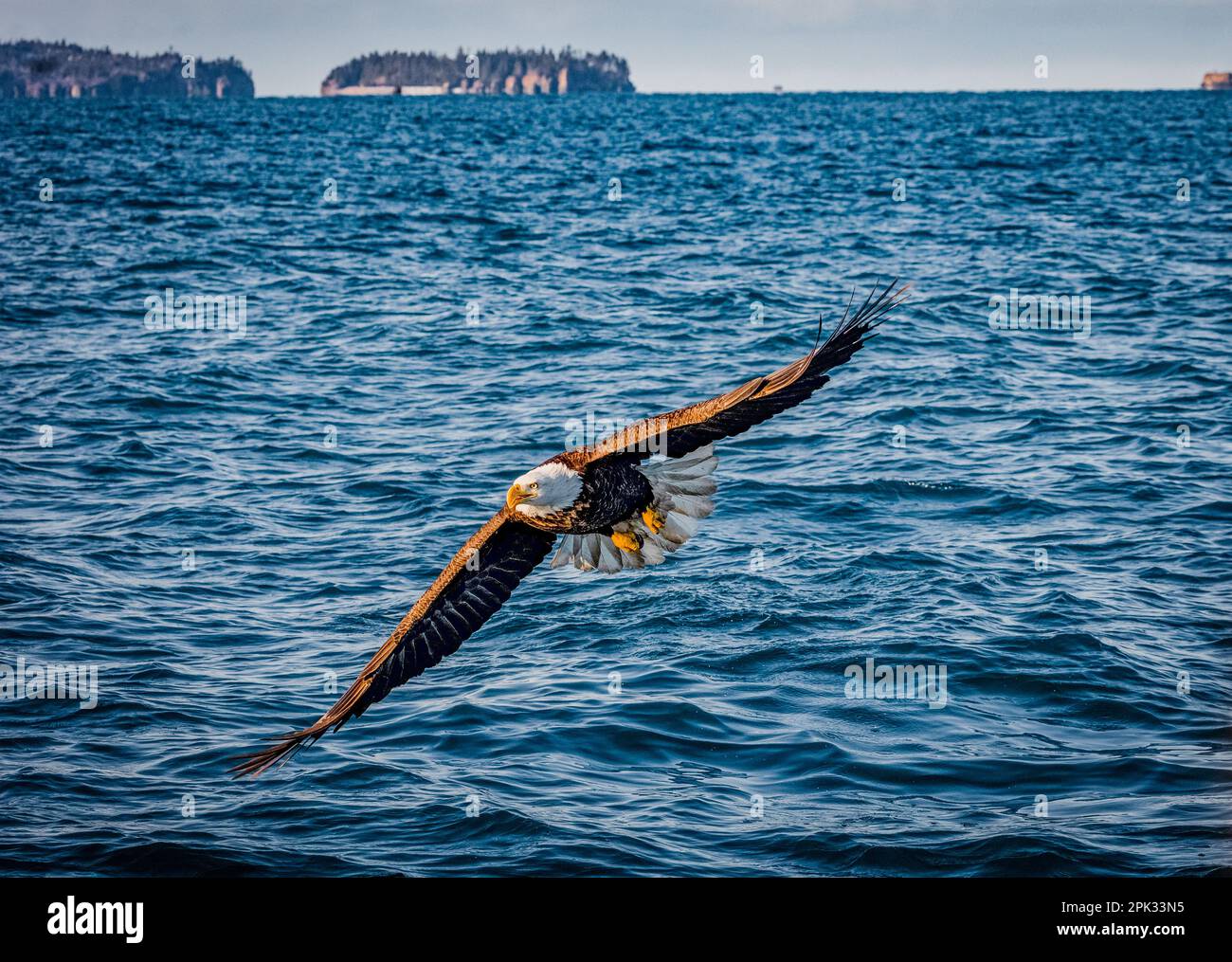 bald eagle flying over blue ocean bay way turning with wings fully spread and islands in the