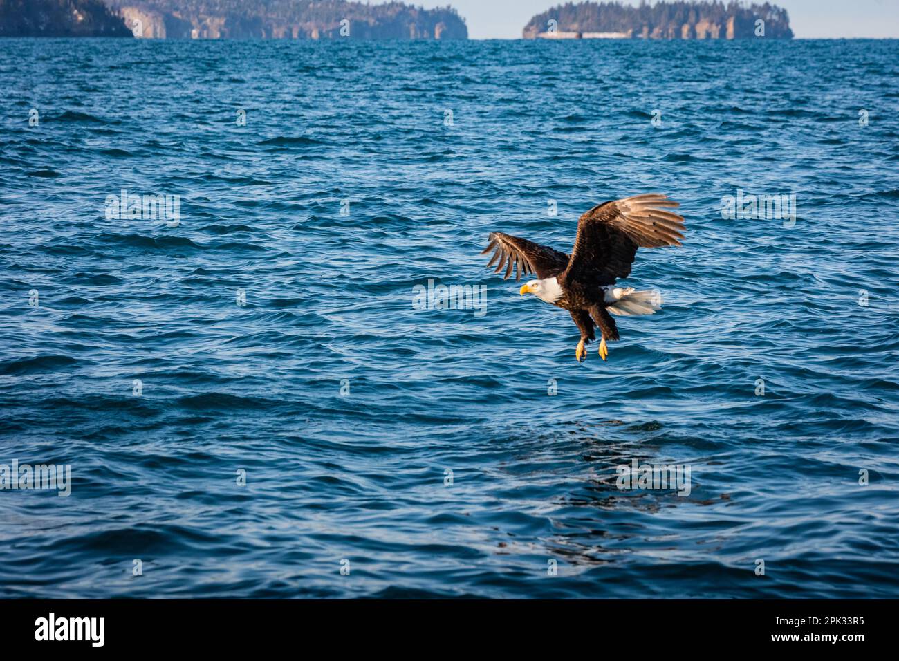 Eagle fishing, swooping down with talons extended to catch fish in blue