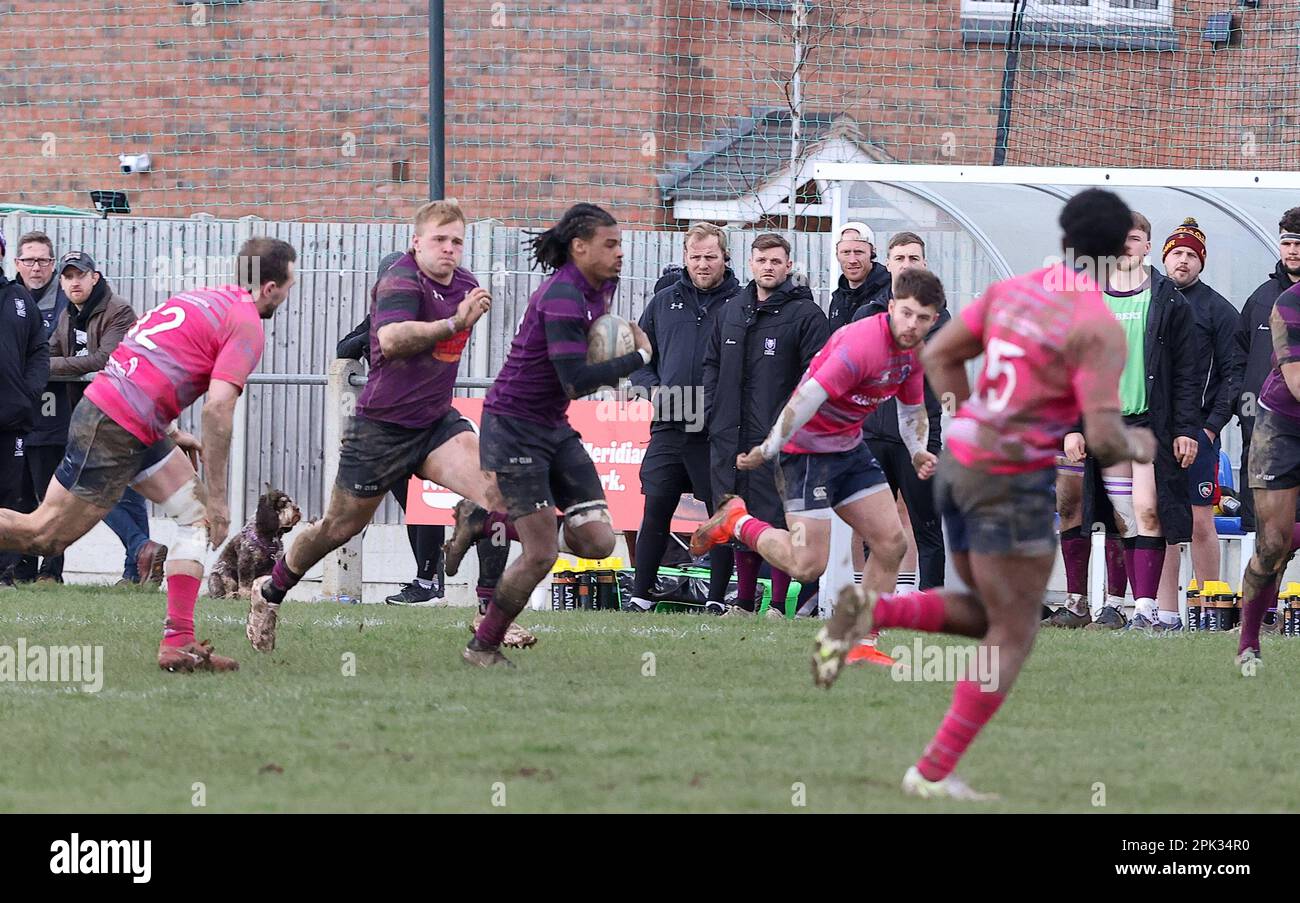 01.04.2023   Leicester, England. Rugby Union.                   Lions wing Oluwaseyi Ajeigbe breaks away from the Stourbridge defence to score in the 48th minute of the National League Div 2 West match played between Leicester Lions and Stourbridge rfc at the Westleigh Park Stadium, Leicester.  © Phil Hutchinson Stock Photo
