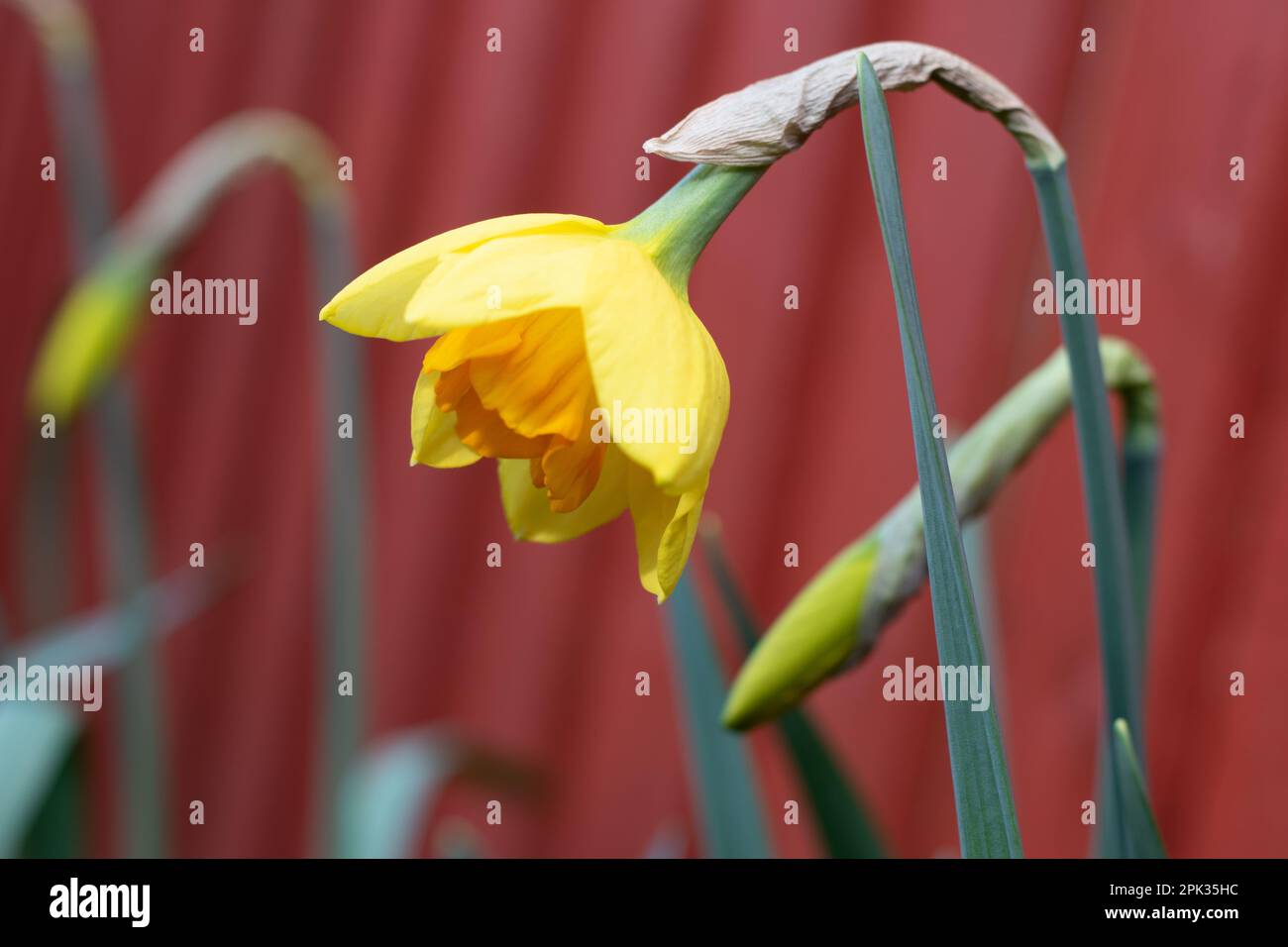 Very early spring yellow narcissus daffodils in garden not quite open semi-closed Stock Photo