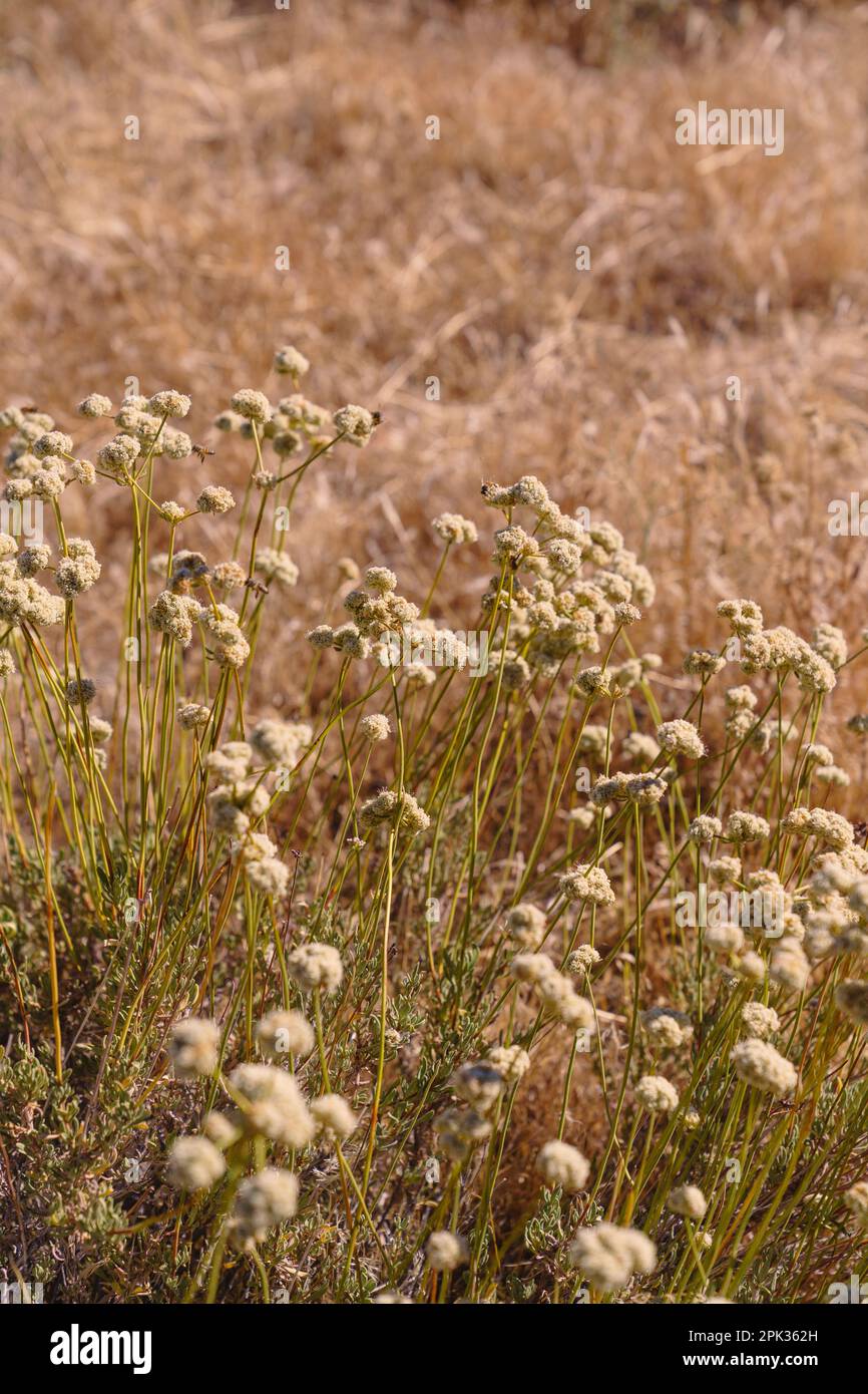 California Buckwheat with bees collecting pollen in the California desert Stock Photo
