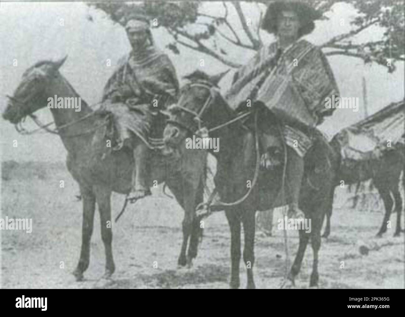 The Criollo Cubano Stock Photo Alamy