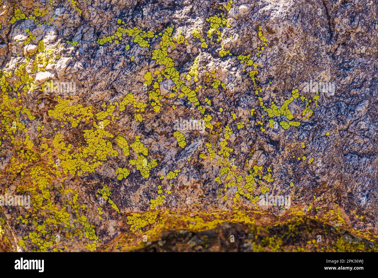 Close-up of yellow green lichen moss on a rock in the Mojave Desert. Wide-angle view. Stock Photo