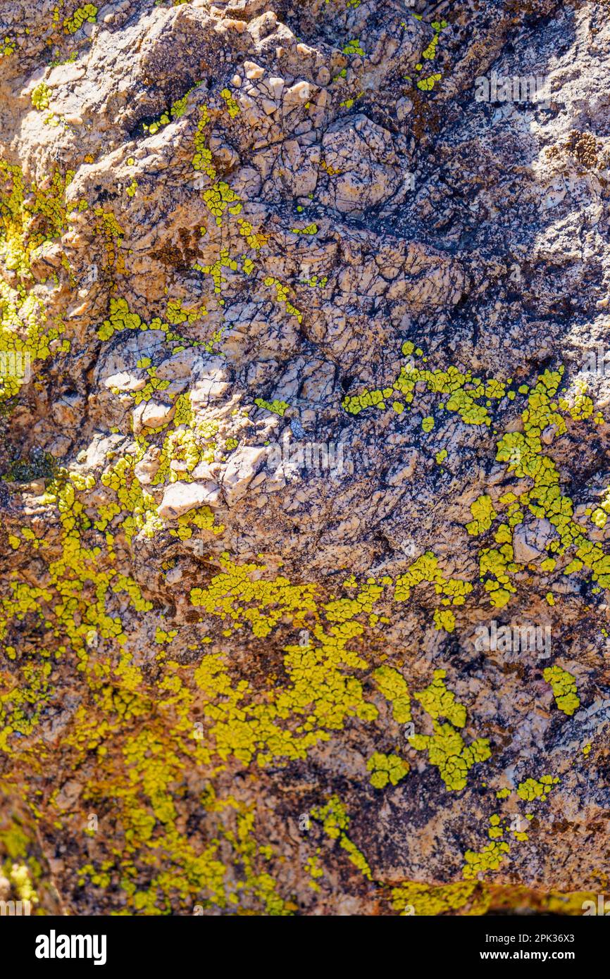 Close-up of yellow green lichen moss on a rock in the Mojave Desert. Vertical portrait view. Stock Photo