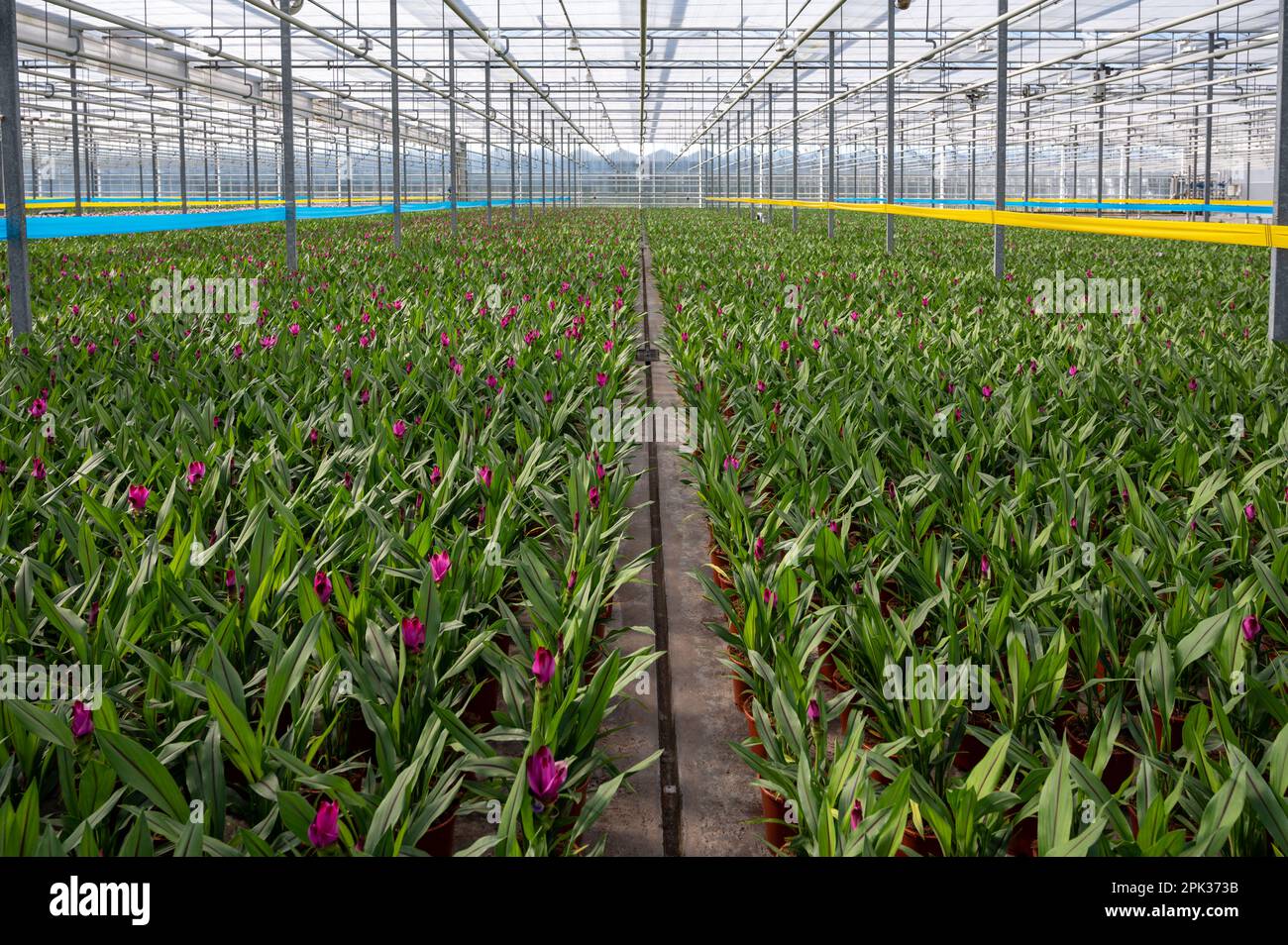 Young plants of Turmeric, Curcuma longa flowering plant of ginger family, decorative or ornamental flower growing in Dutch greenhouse, the Netherlands Stock Photo