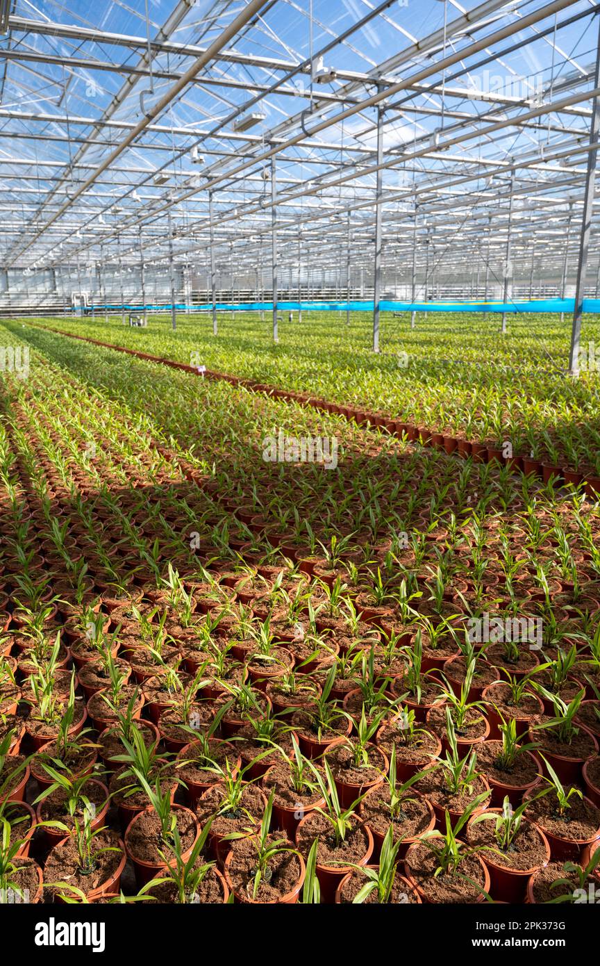 Young plants of Turmeric, Curcuma longa flowering plant of ginger family, decorative or ornamental flower growing in Dutch greenhouse, the Netherlands Stock Photo