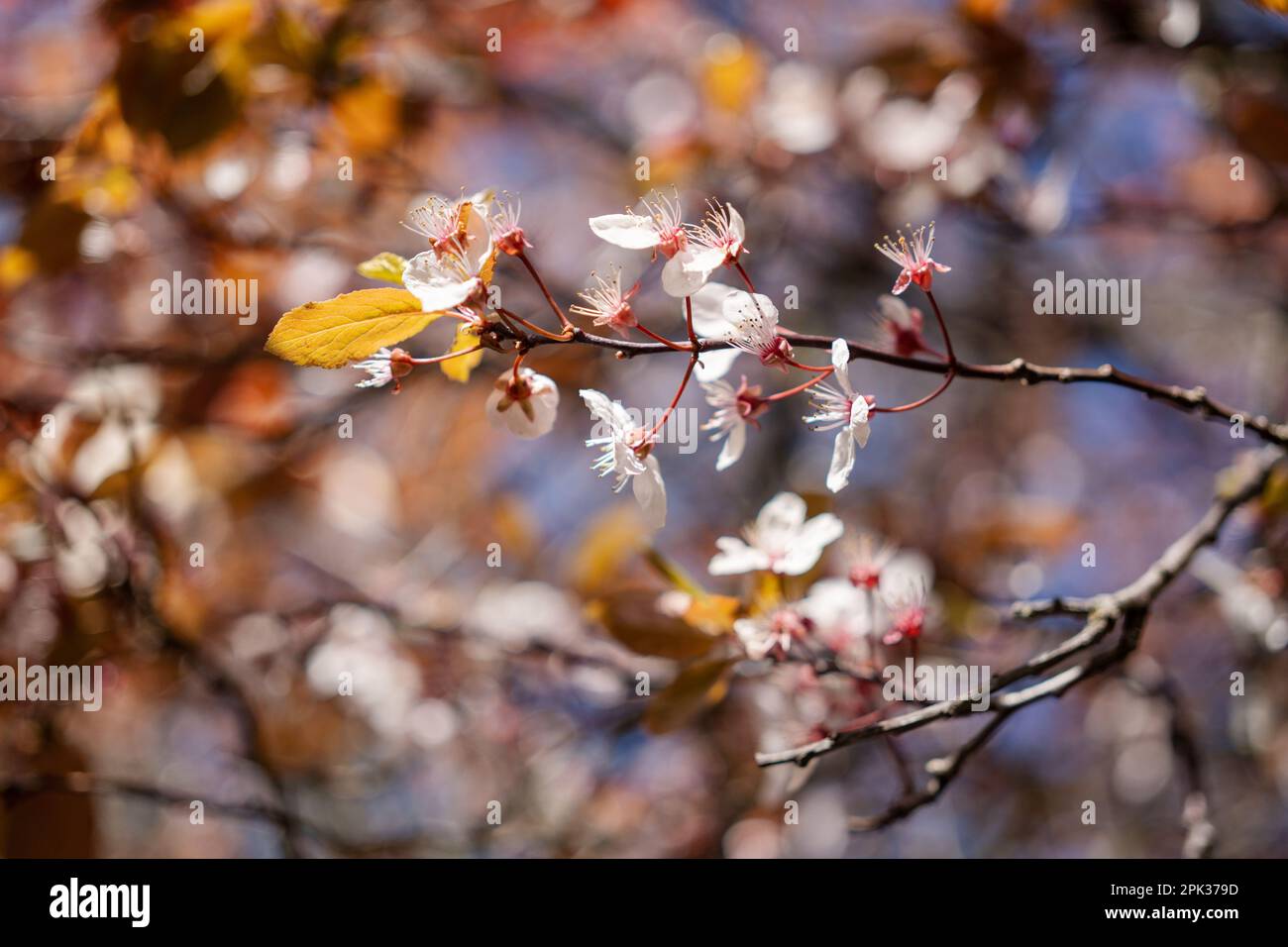 Cherry plum (Prunus cerasifera) in a garden in the UK. Concept of hanami tradition. Stock Photo