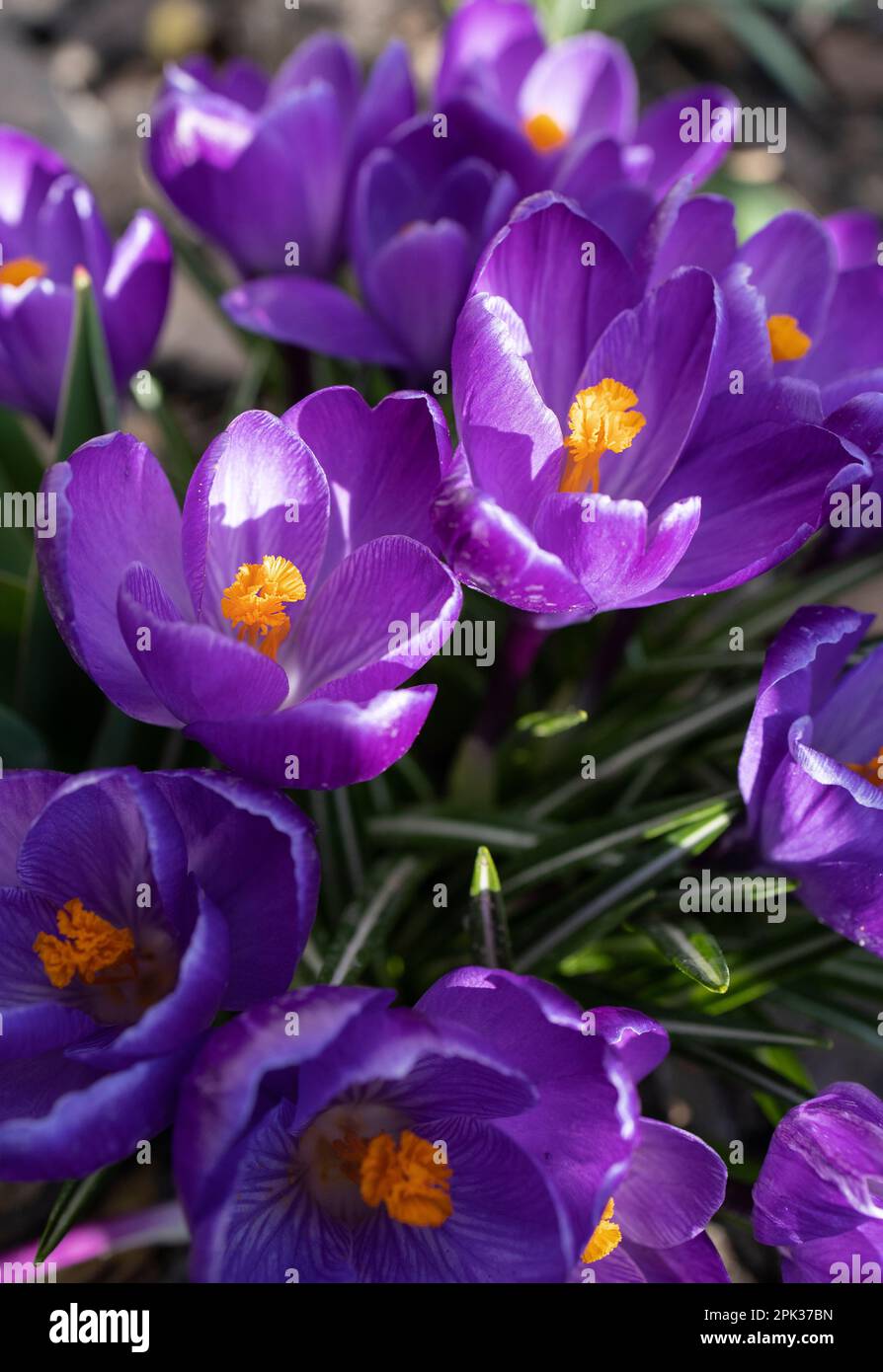 Close-up of purple crocus flowers with yellow pistil. spring flowers outdoors on a sunny day. Hi spring. Gardening with love. ecological consciousness Stock Photo